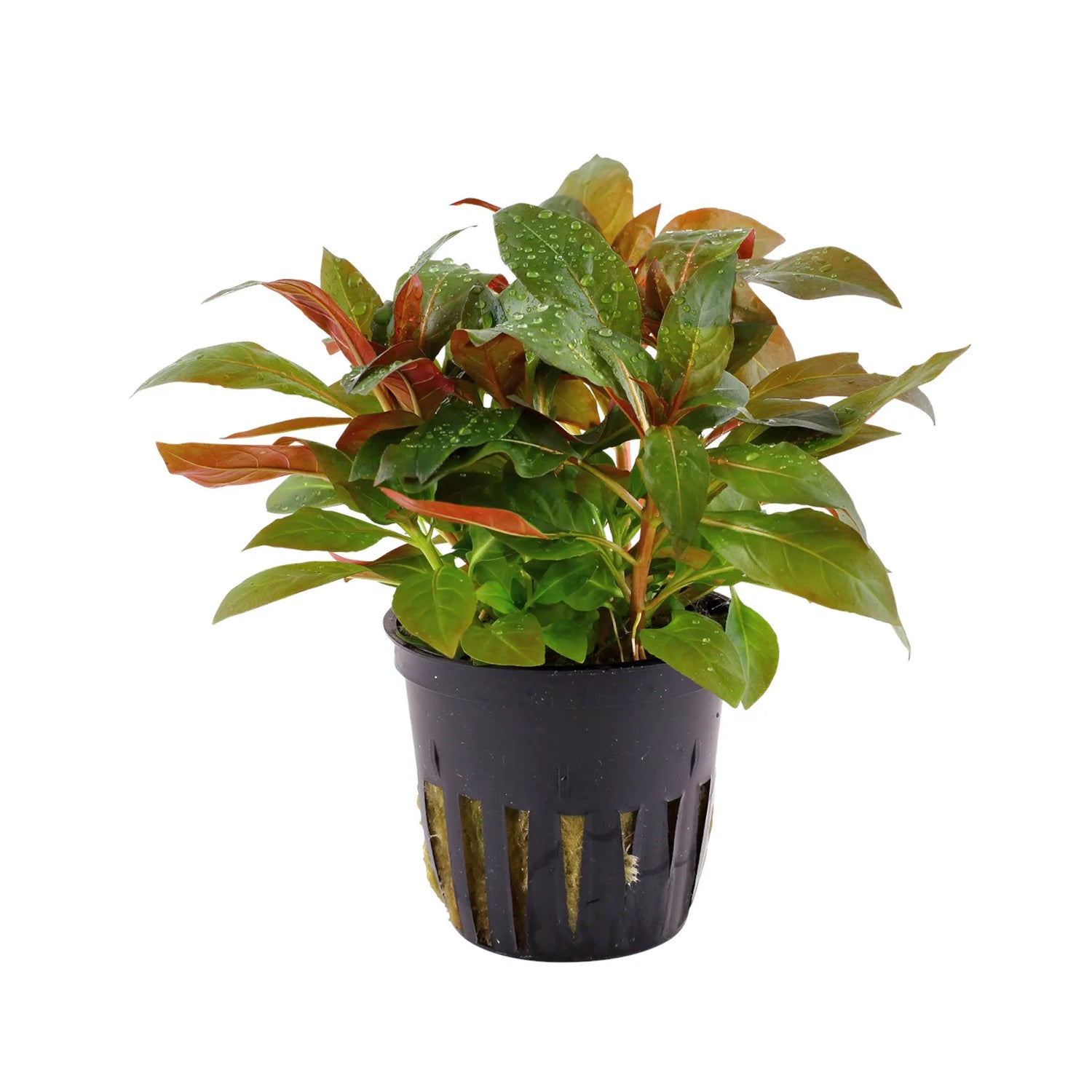 Ludwigia glandulosa Aquafleur