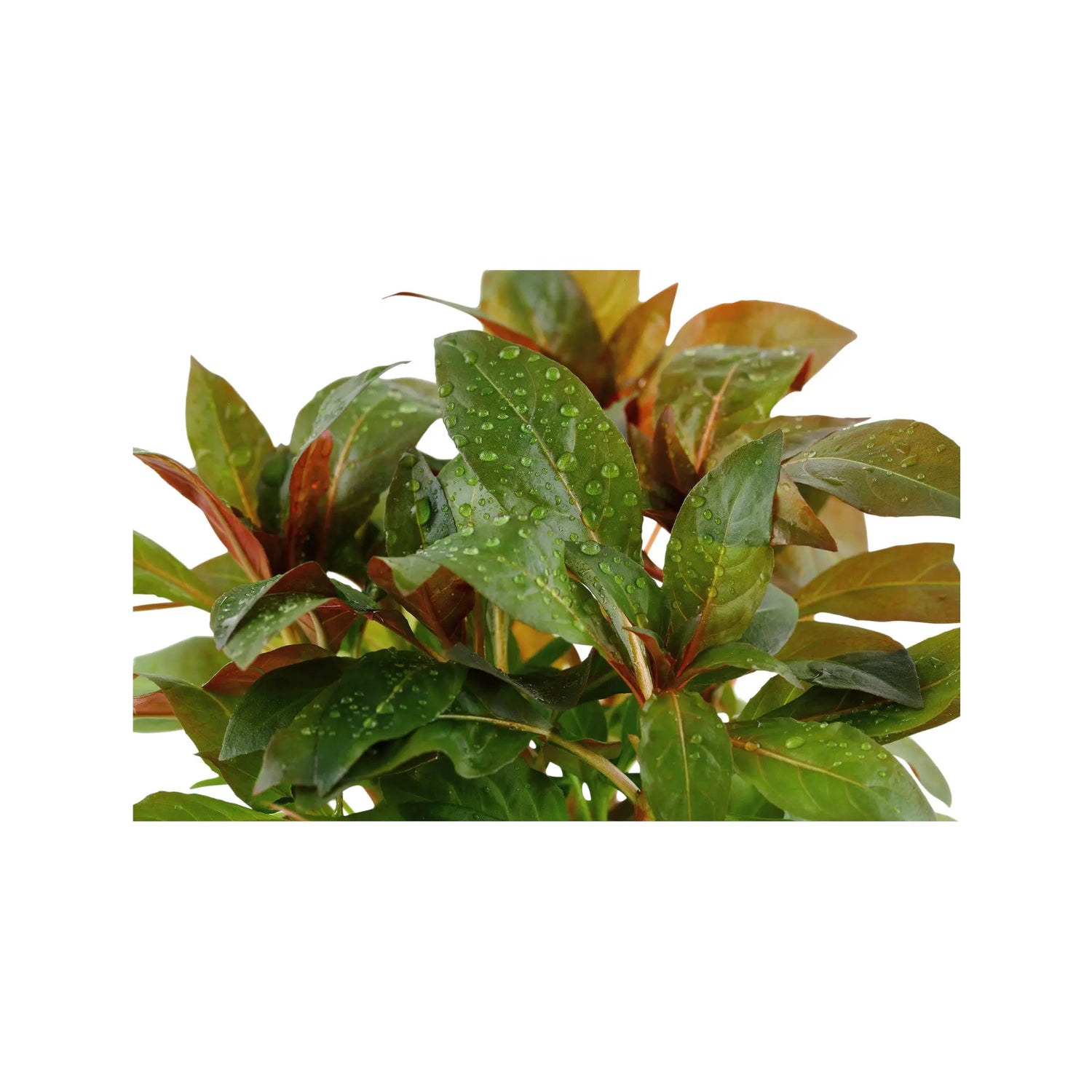 Ludwigia glandulosa Aquafleur