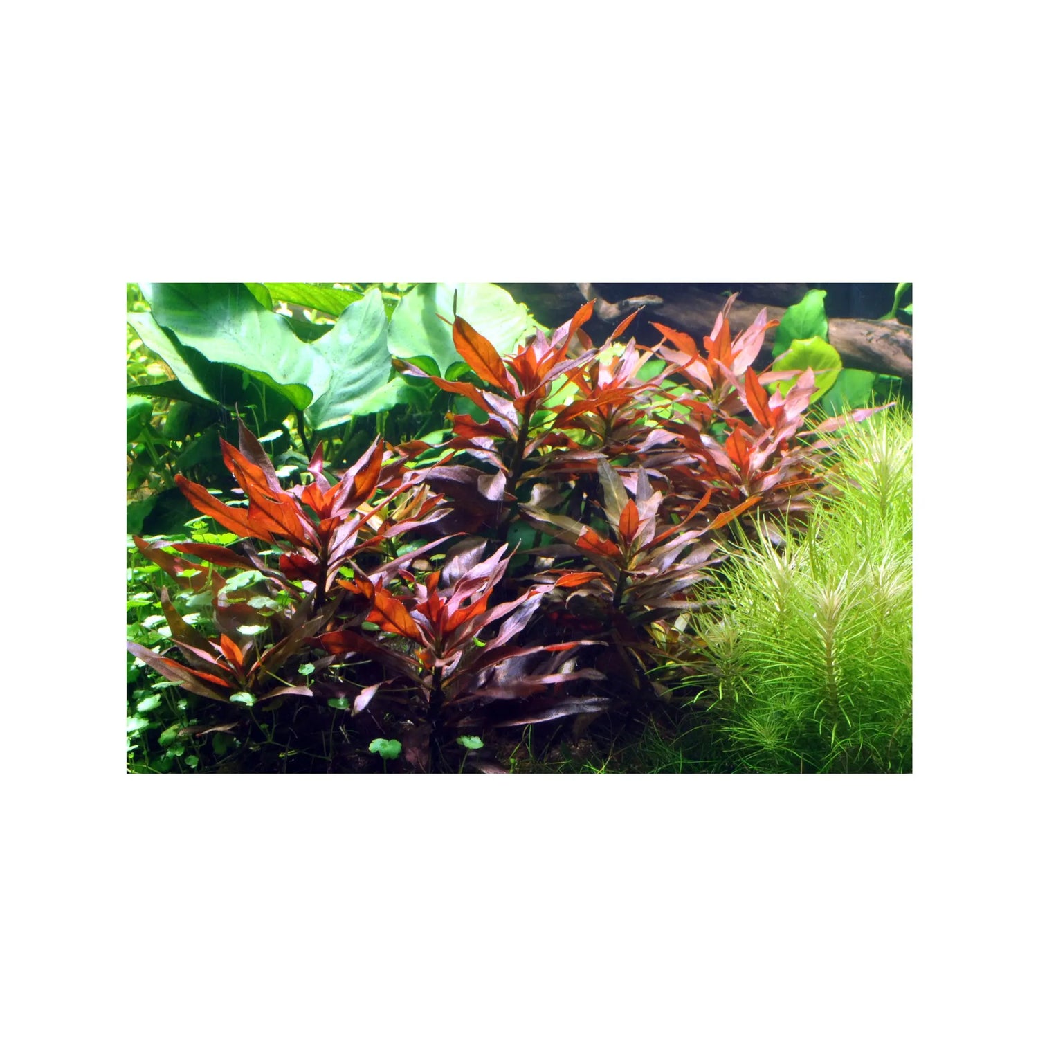 Ludwigia glandulosa Aquafleur