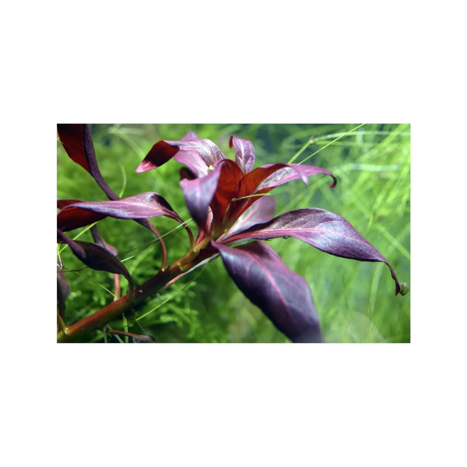 Ludwigia glandulosa Aquafleur