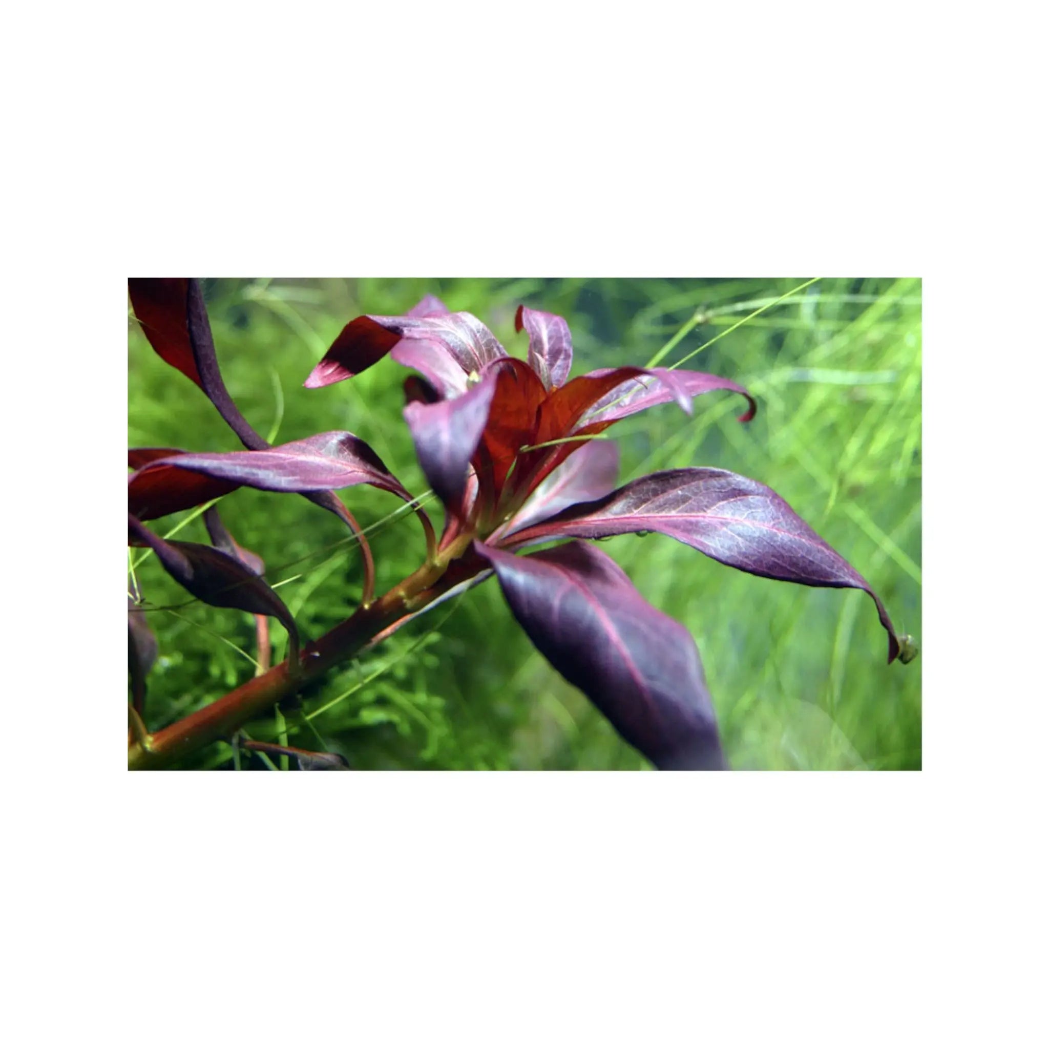 Ludwigia glandulosa Aquafleur