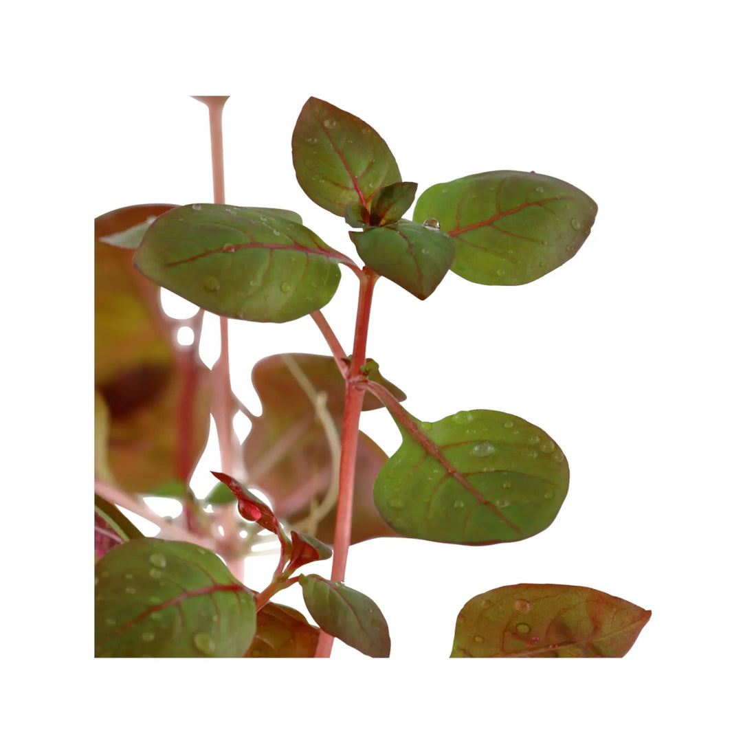 Ludwigia palustris Super Red Tropica