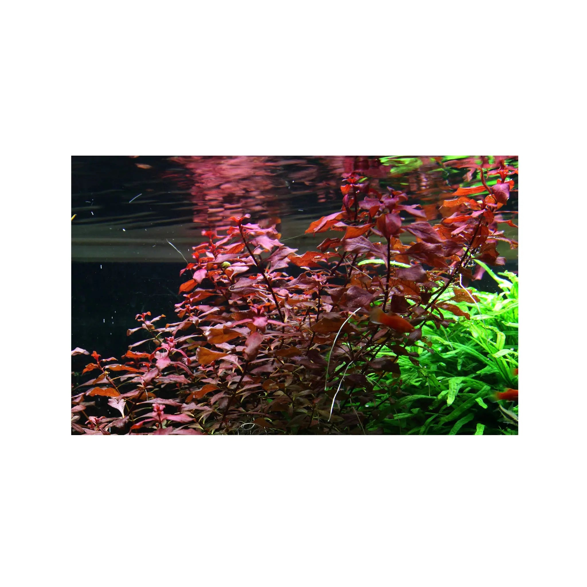 Ludwigia palustris Super Red Tropica