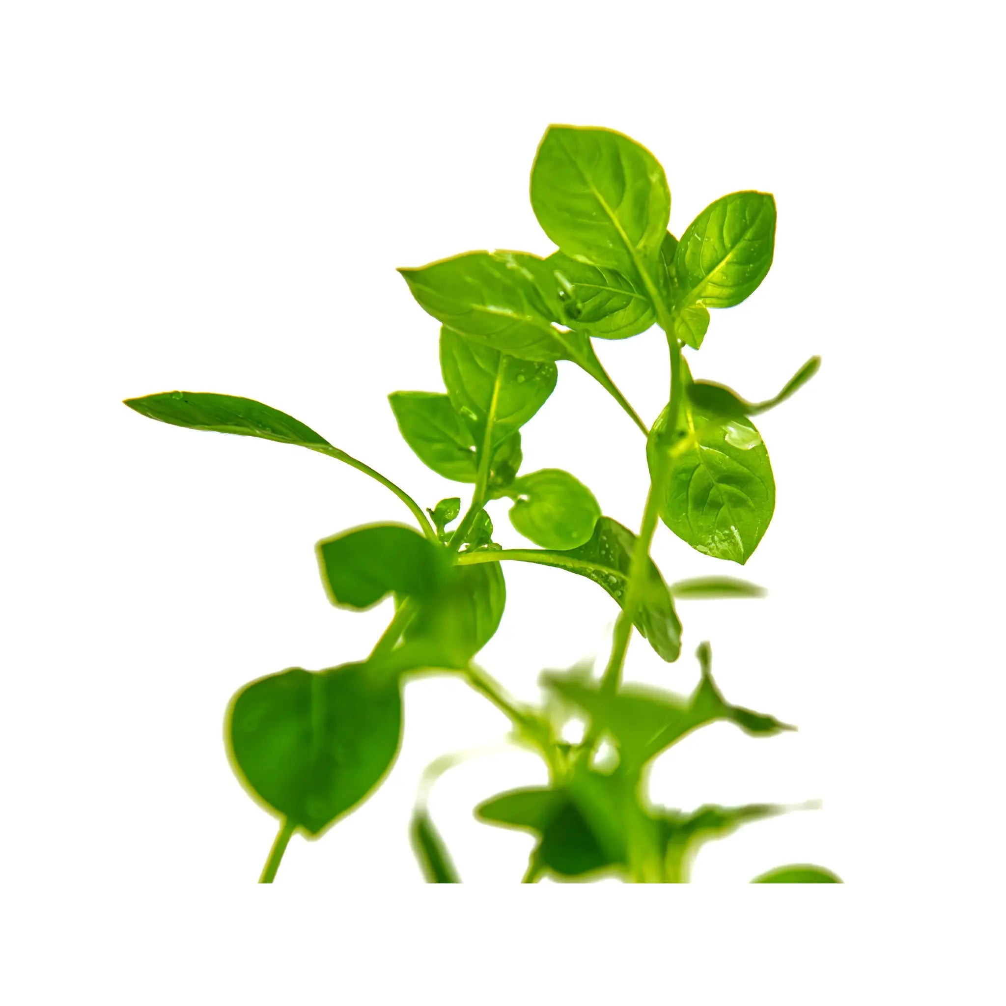 Ludwigia palustris green Aquafleur