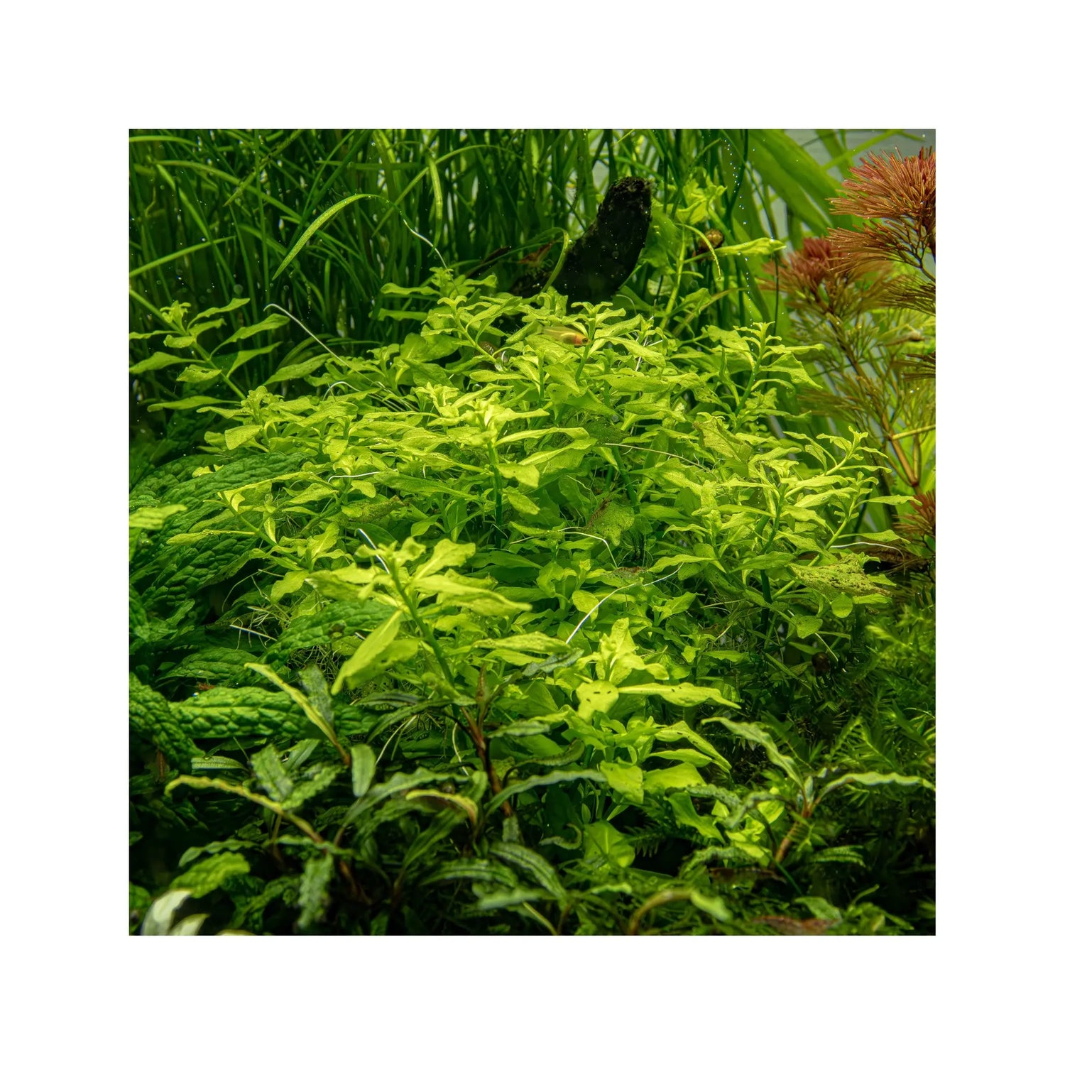 Ludwigia palustris green Aquafleur