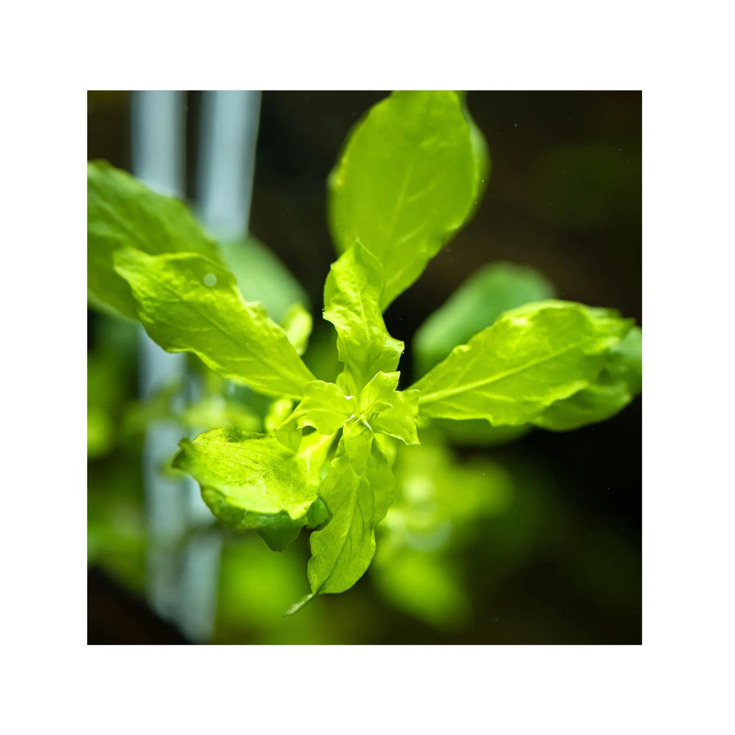 Ludwigia palustris green Aquafleur