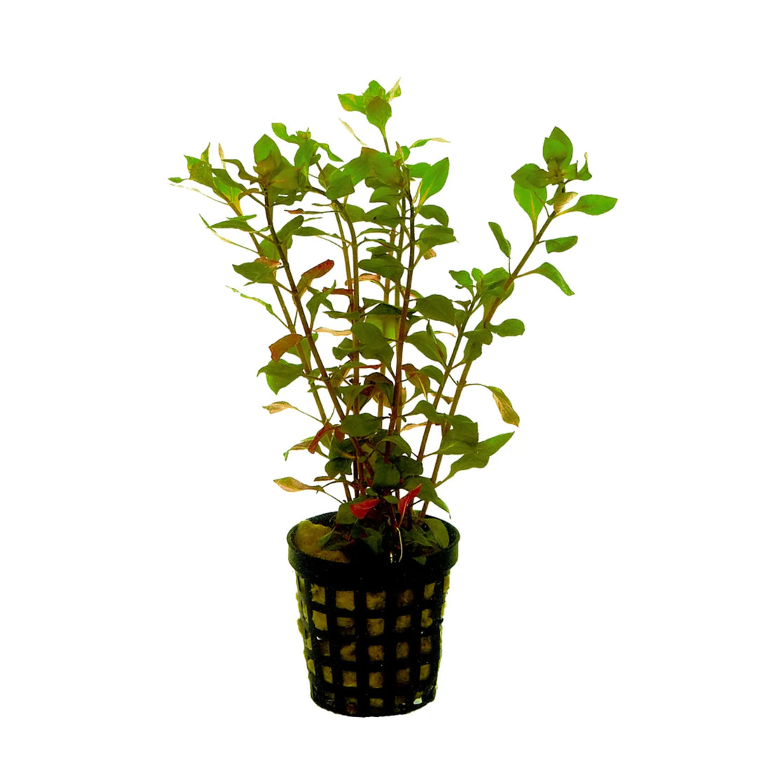 Ludwigia palustris red - Aqua Essentials