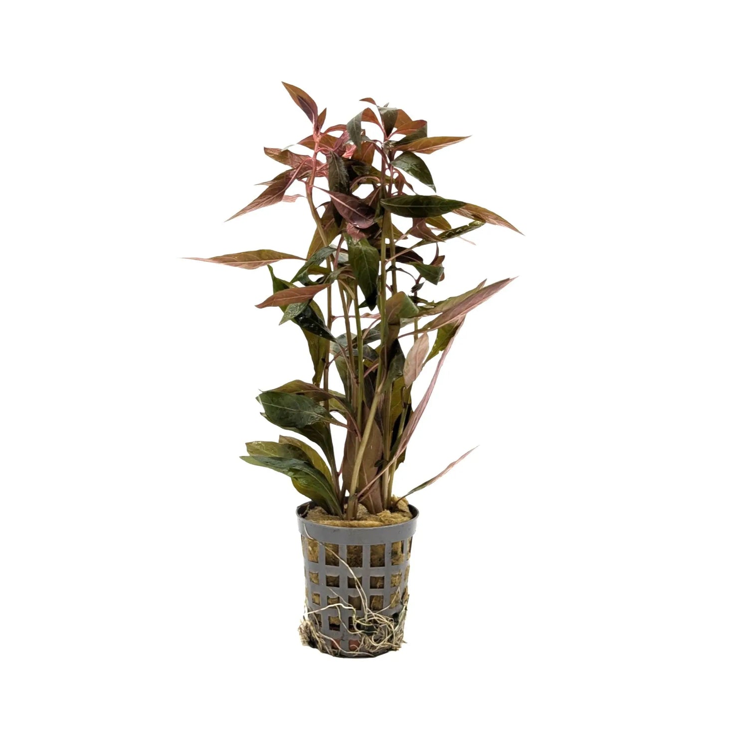 Ludwigia peruviana Aquafleur