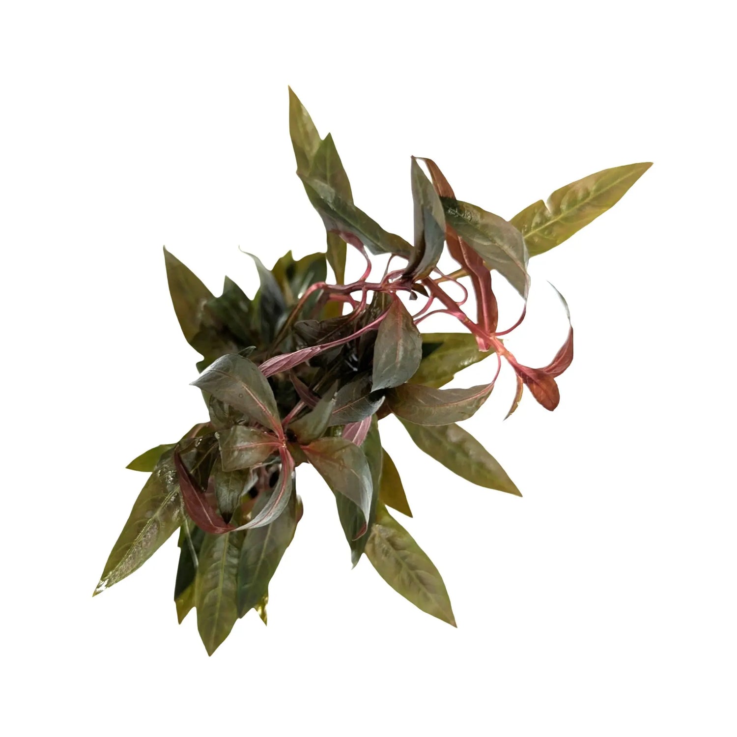 Ludwigia peruviana Aquafleur