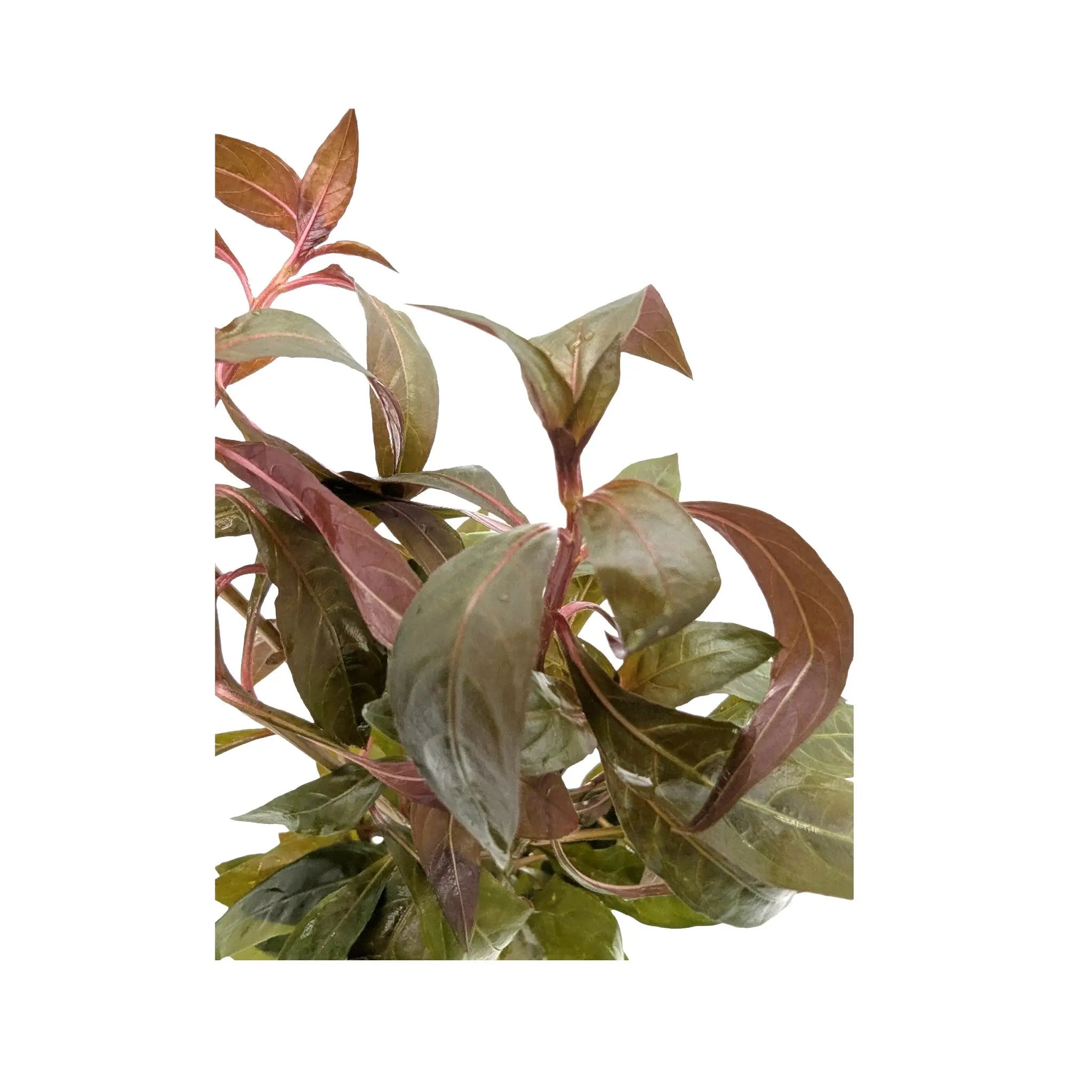 Ludwigia peruviana Aquafleur