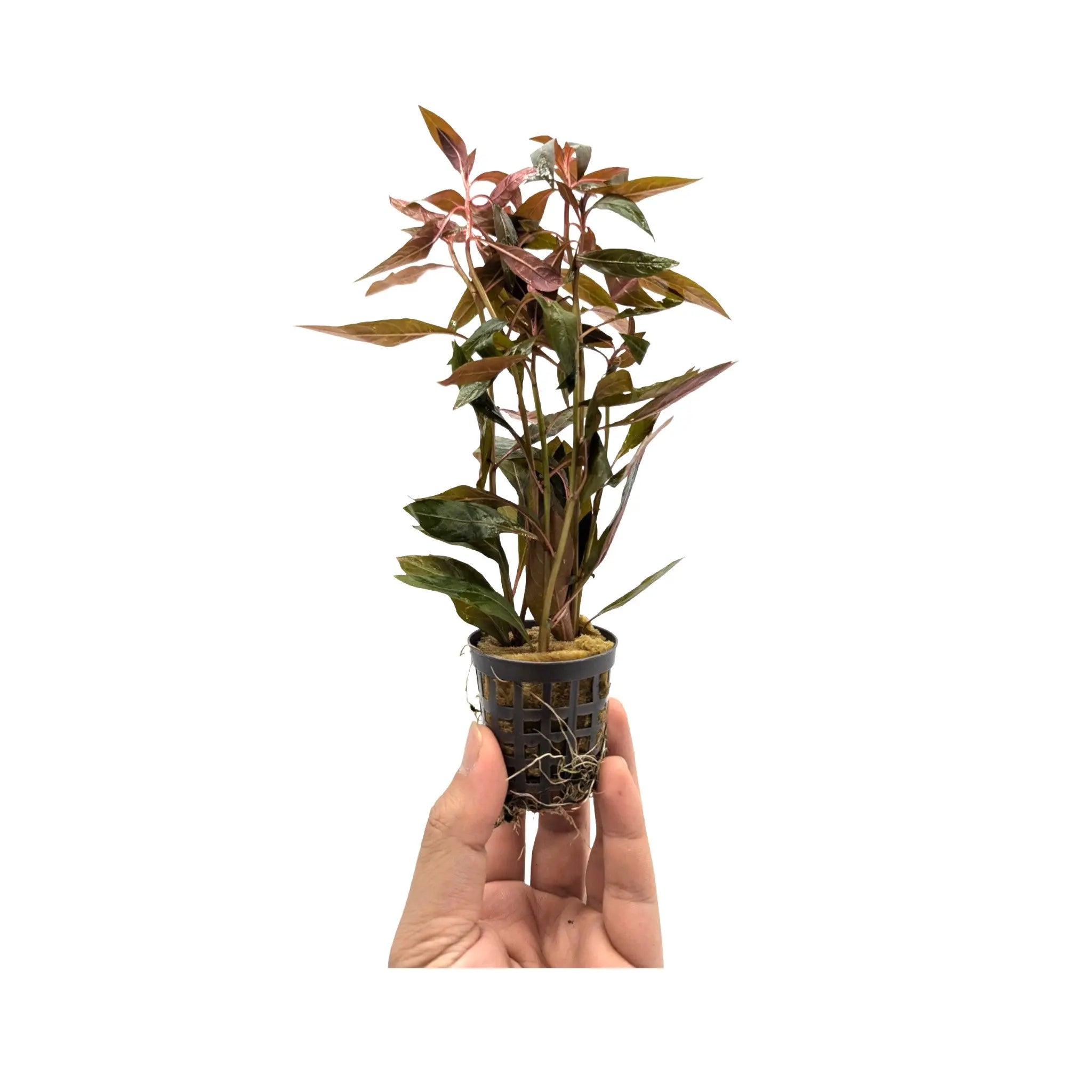 Ludwigia peruviana Aquafleur