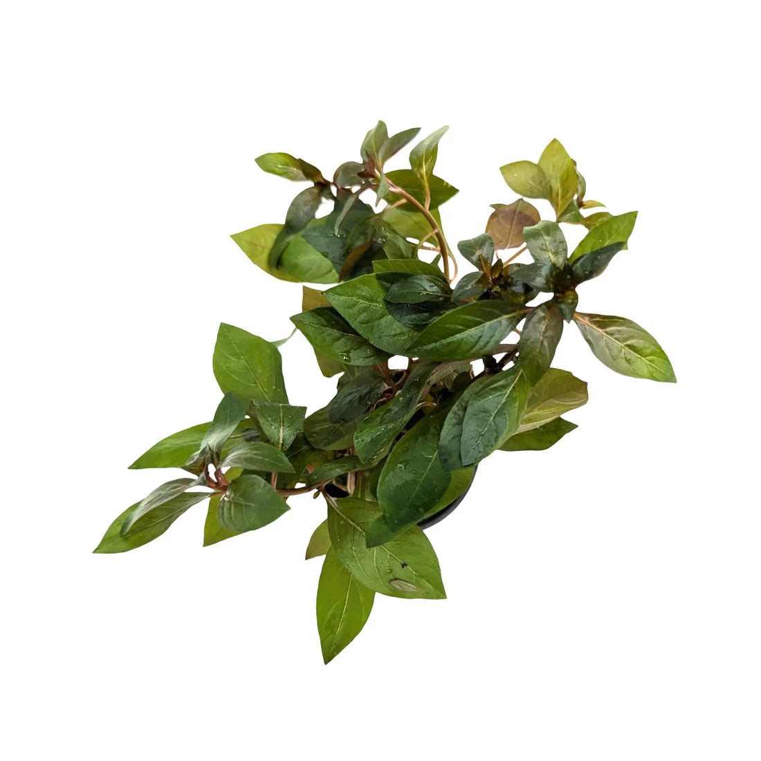 Ludwigia repens Diamond Red Aquafleur