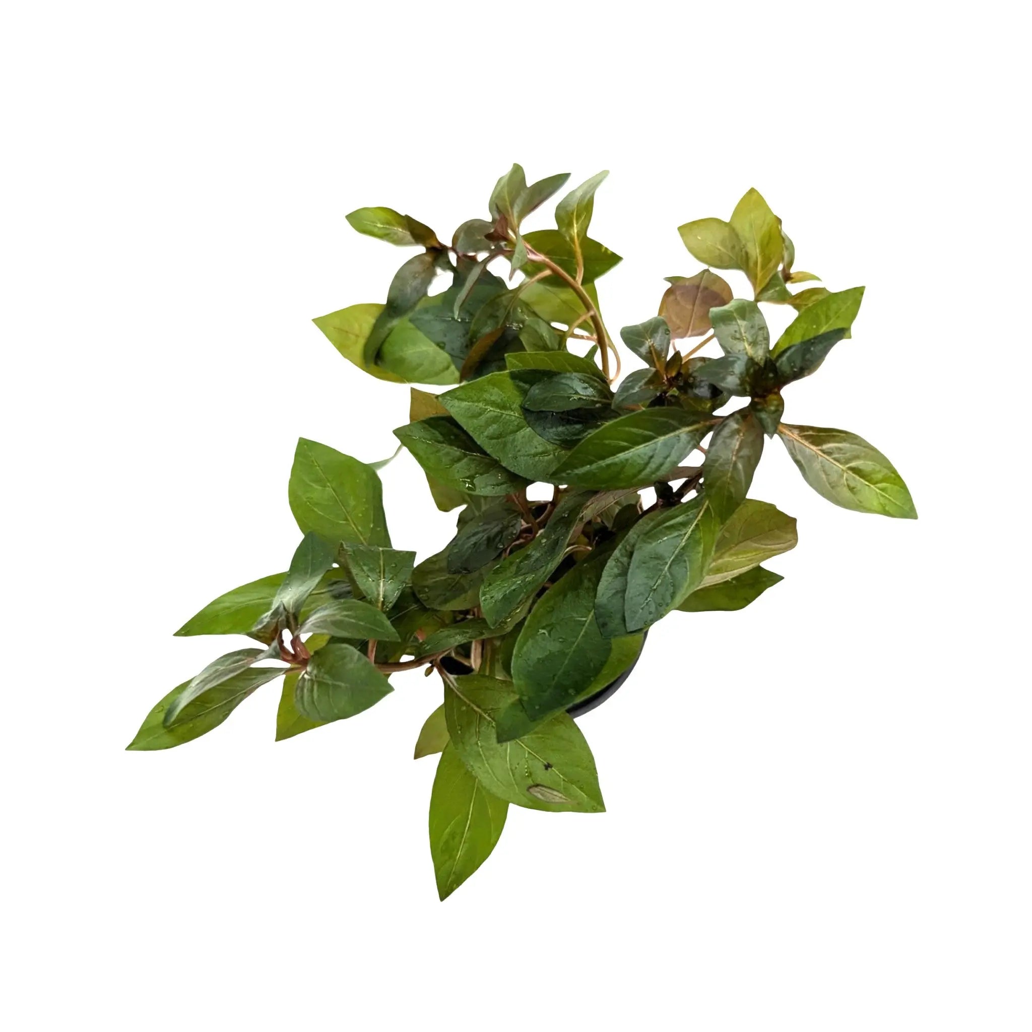 Ludwigia repens Diamond Red Aquafleur