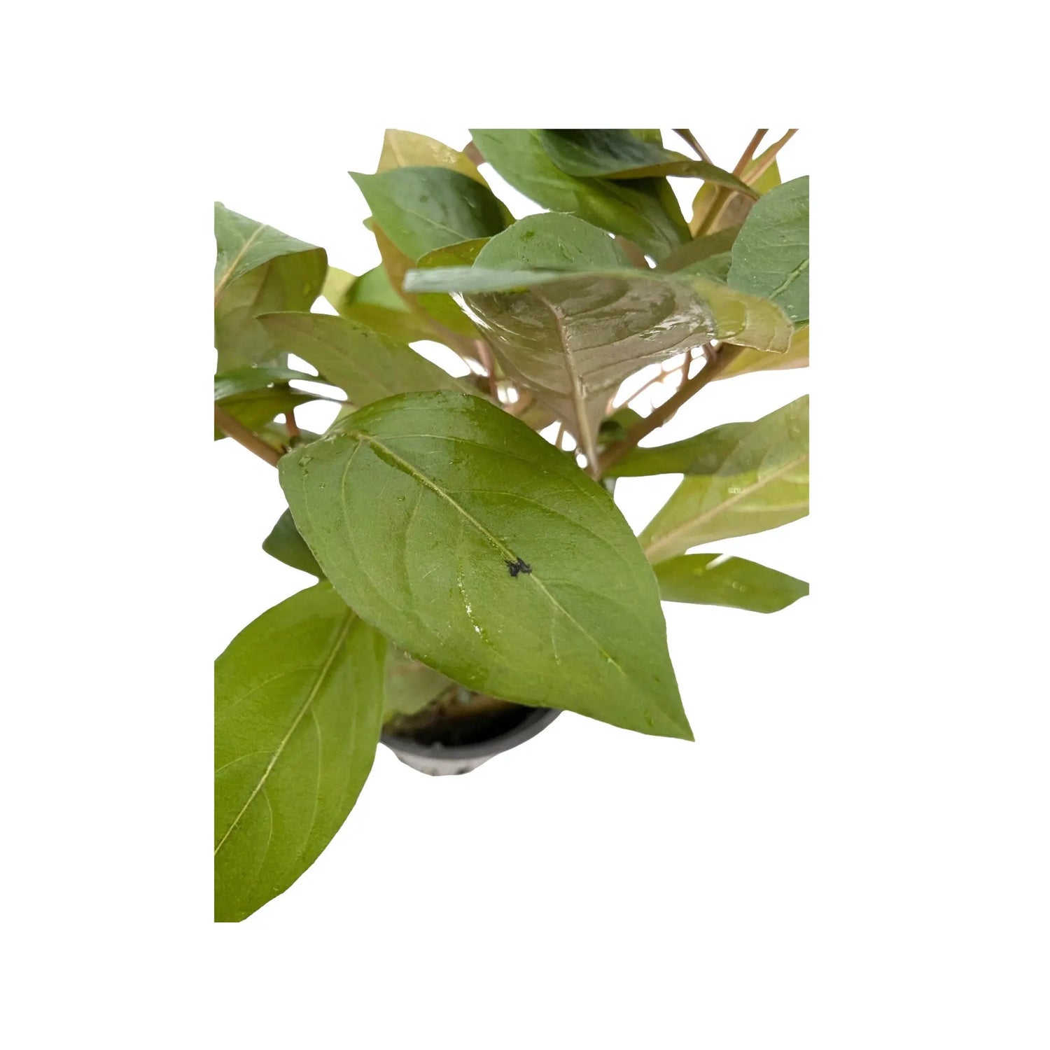 Ludwigia repens Diamond Red Aquafleur