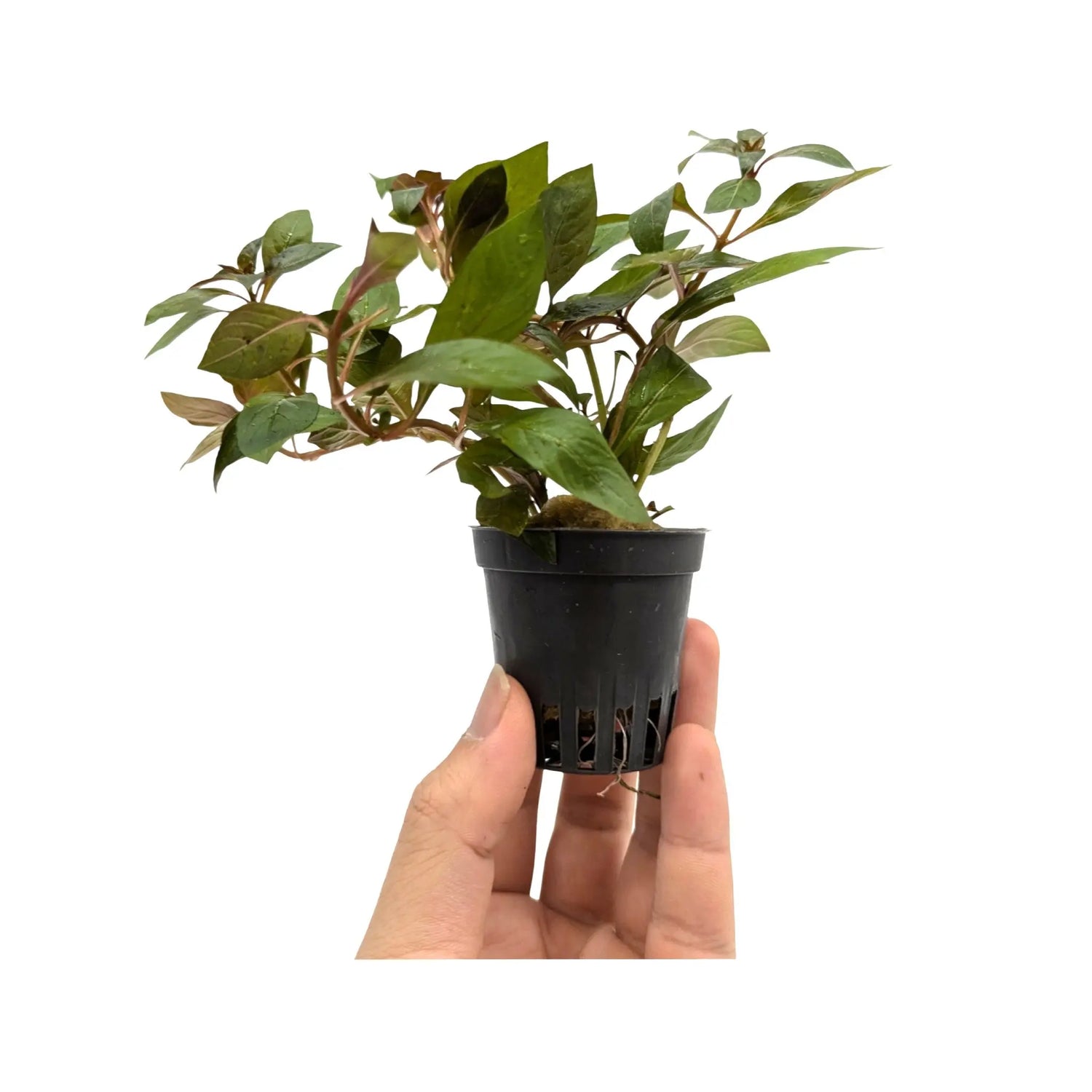 Ludwigia repens Diamond Red Aquafleur