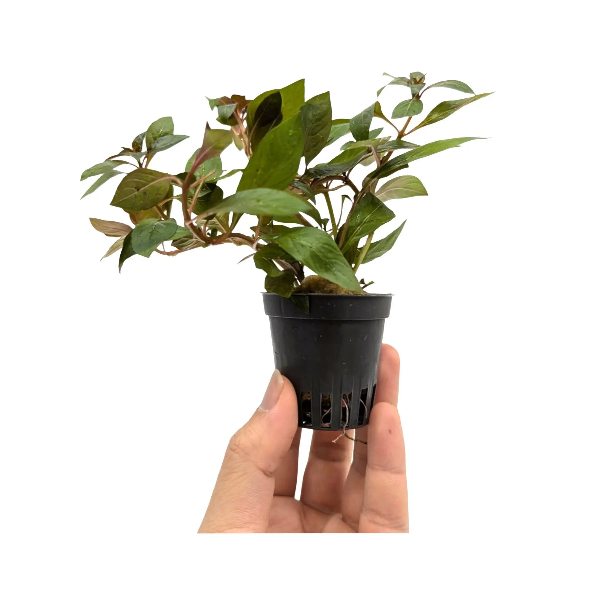 Ludwigia repens Diamond Red Aquafleur