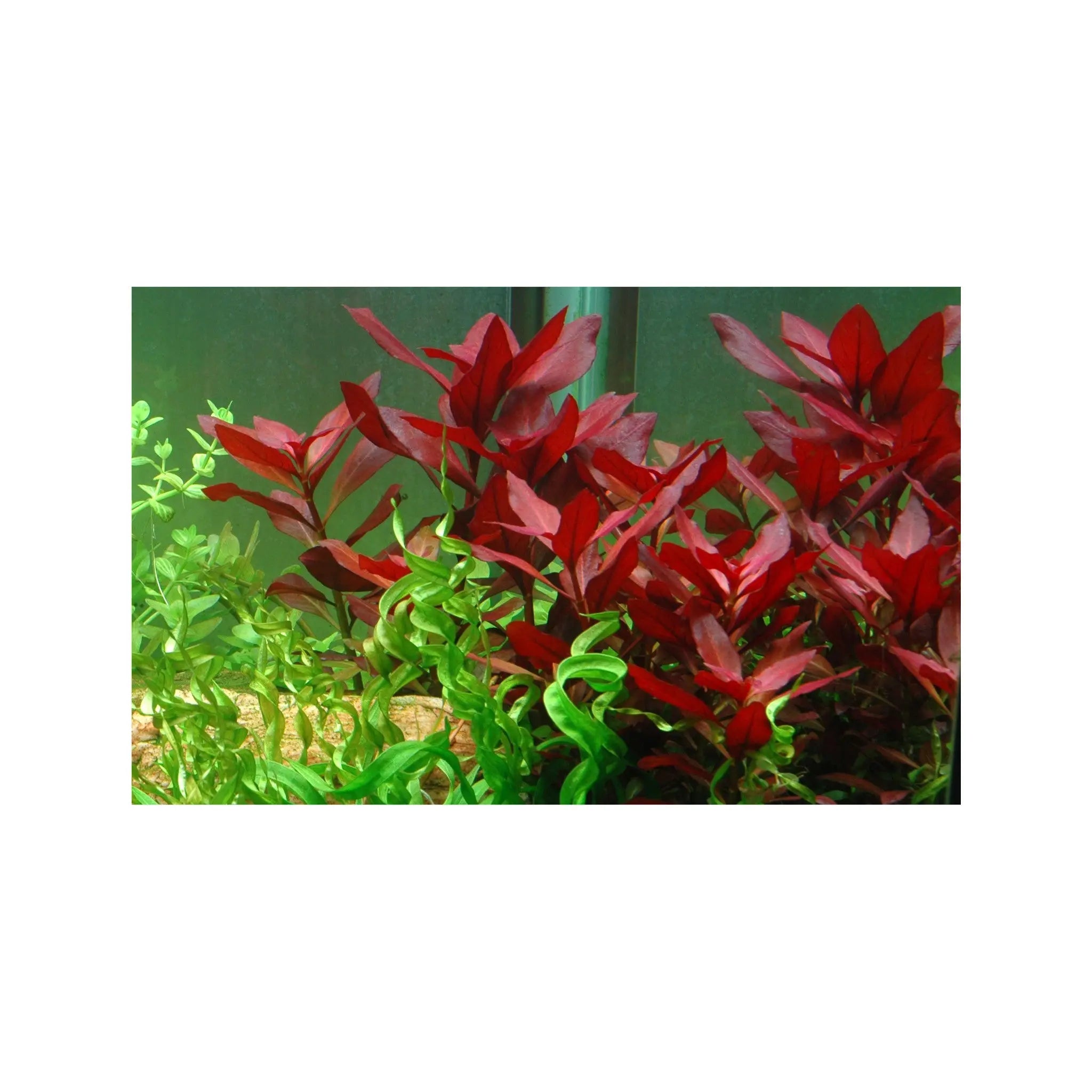 Ludwigia rubin Tropica