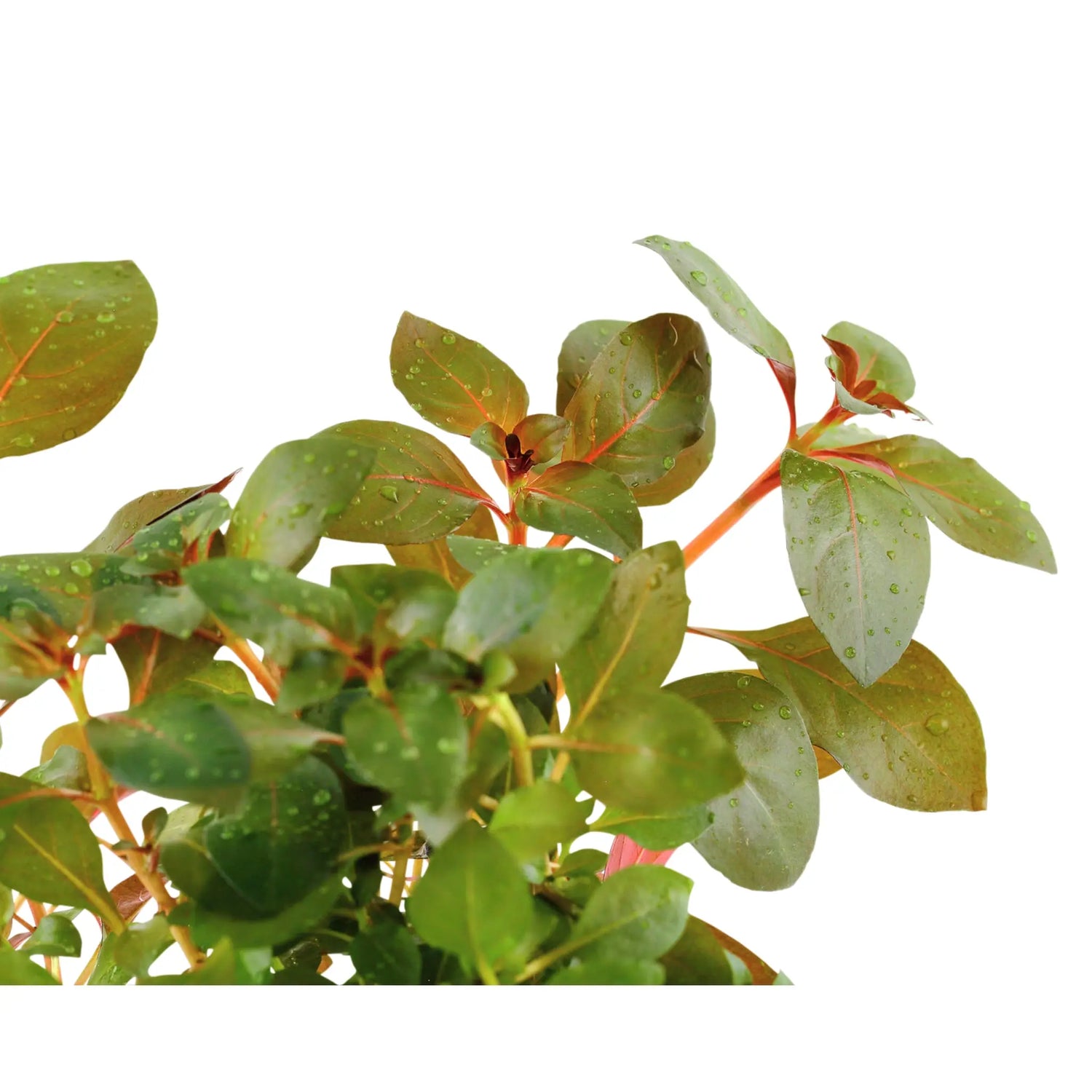 Ludwigia rubin Tropica