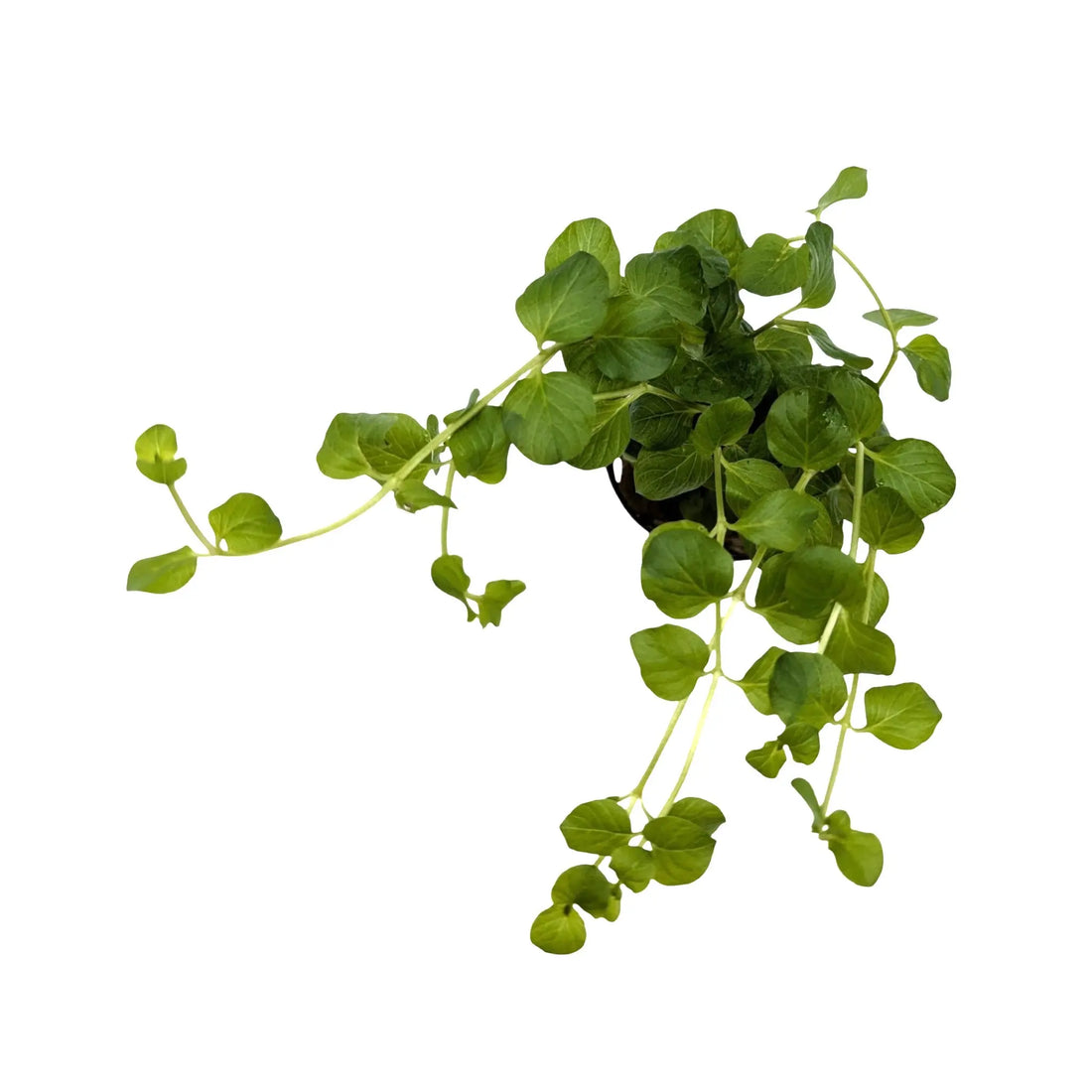 Lysimachia nummalaria (Creeping jenny) Aquafleur