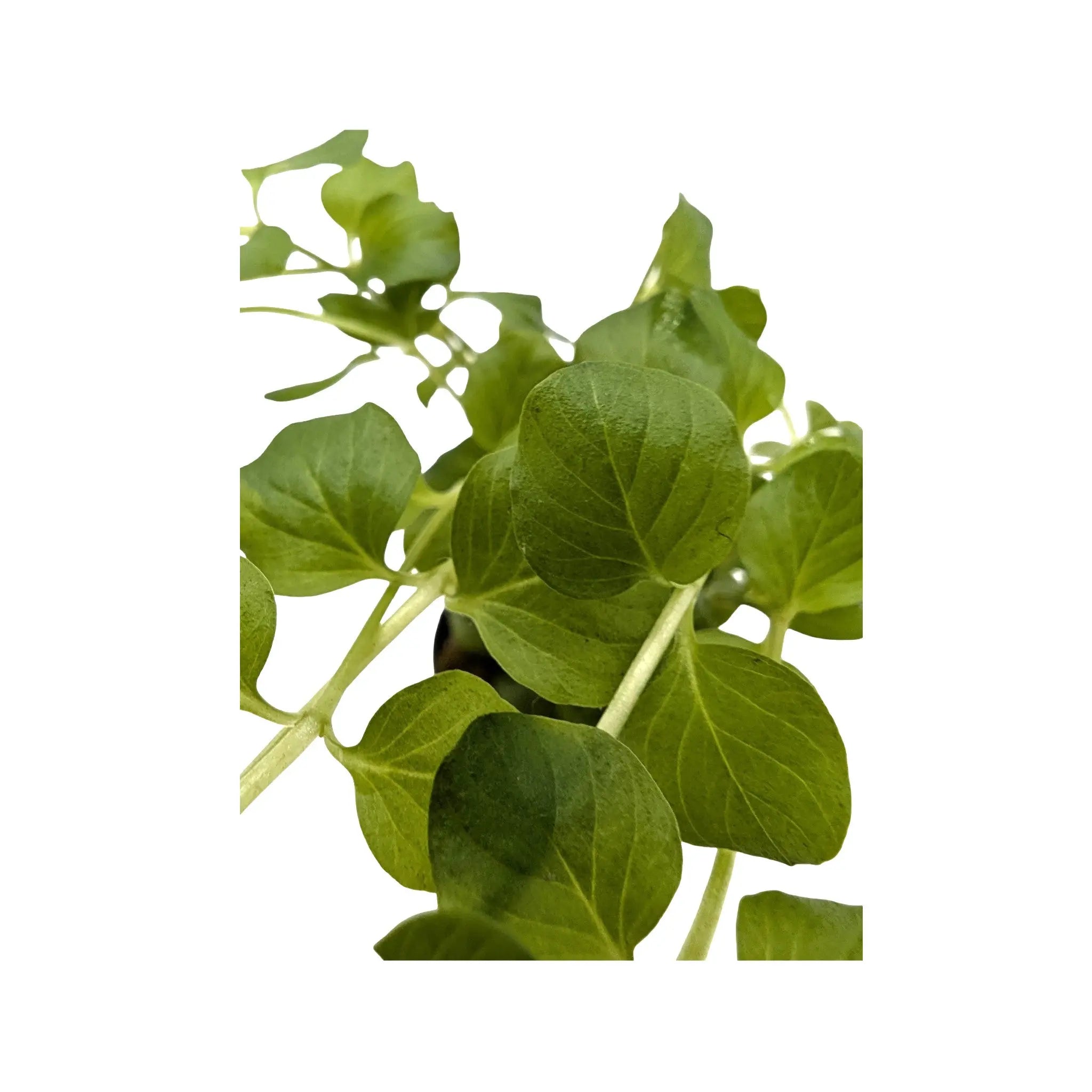 Lysimachia nummalaria (Creeping jenny) Aquafleur