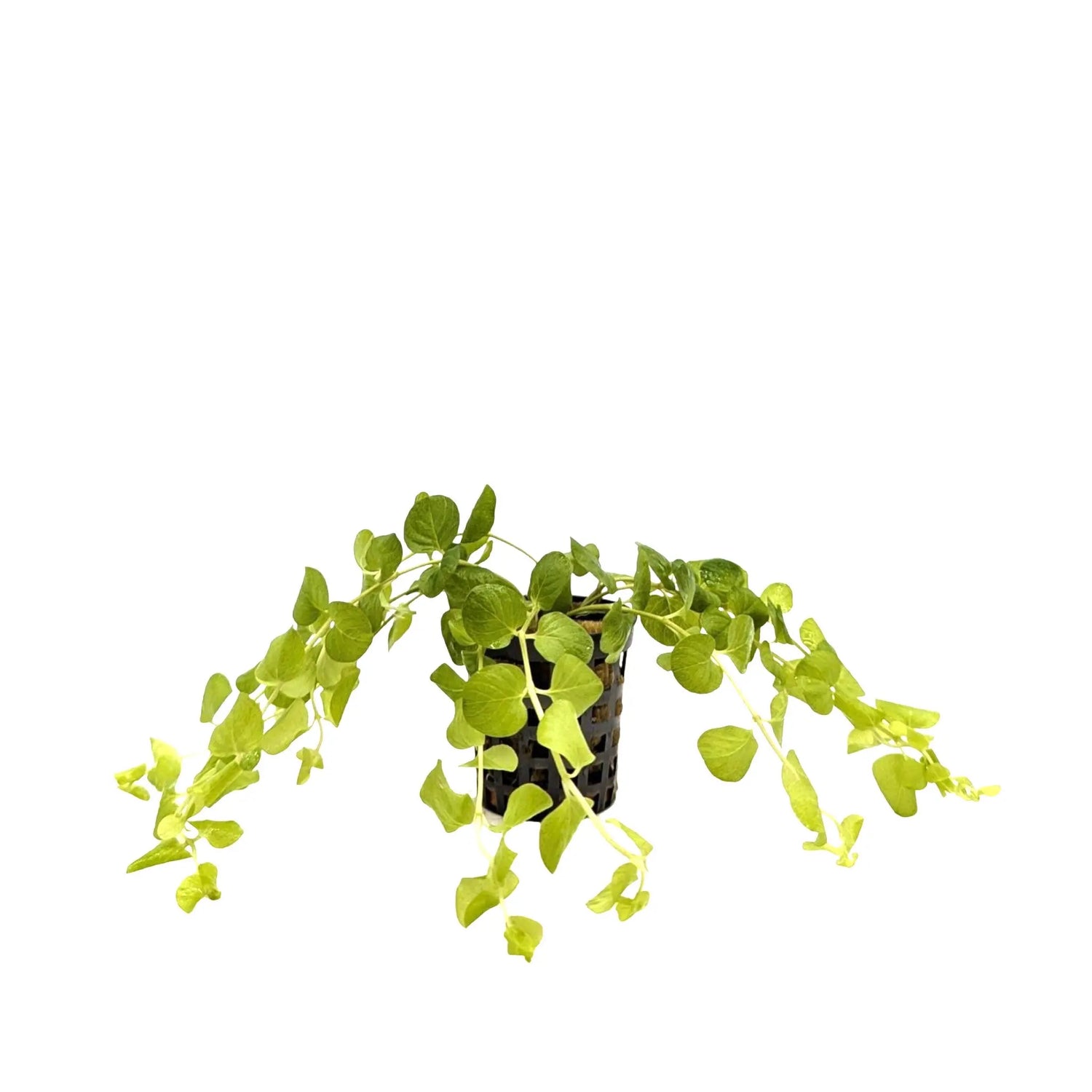 Lysimachia nummularia &