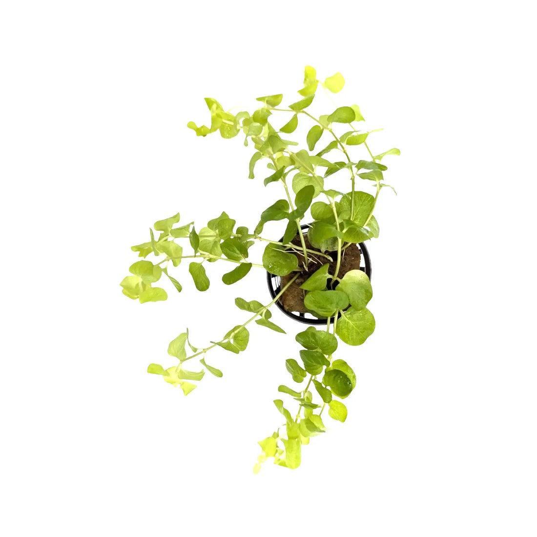 Lysimachia nummularia &