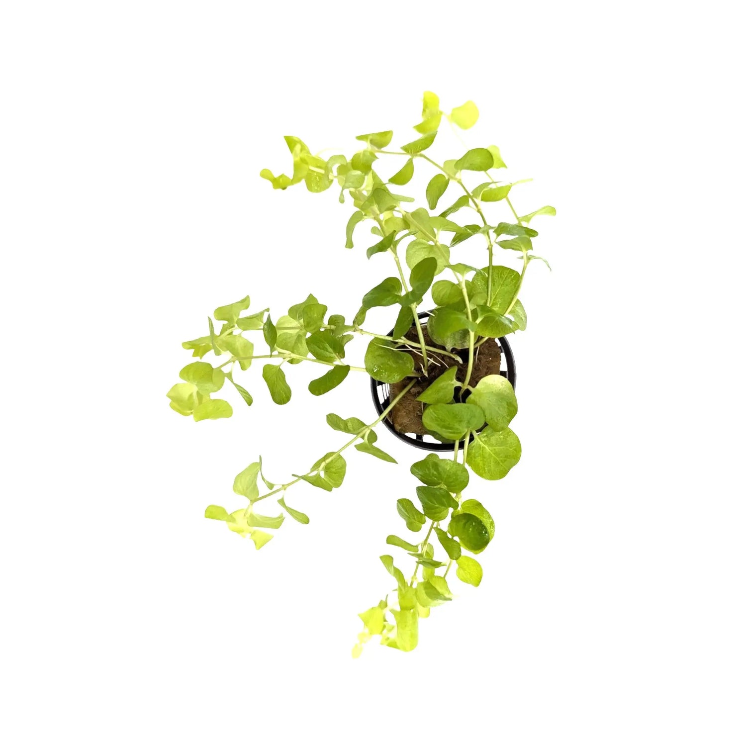 Lysimachia nummularia &