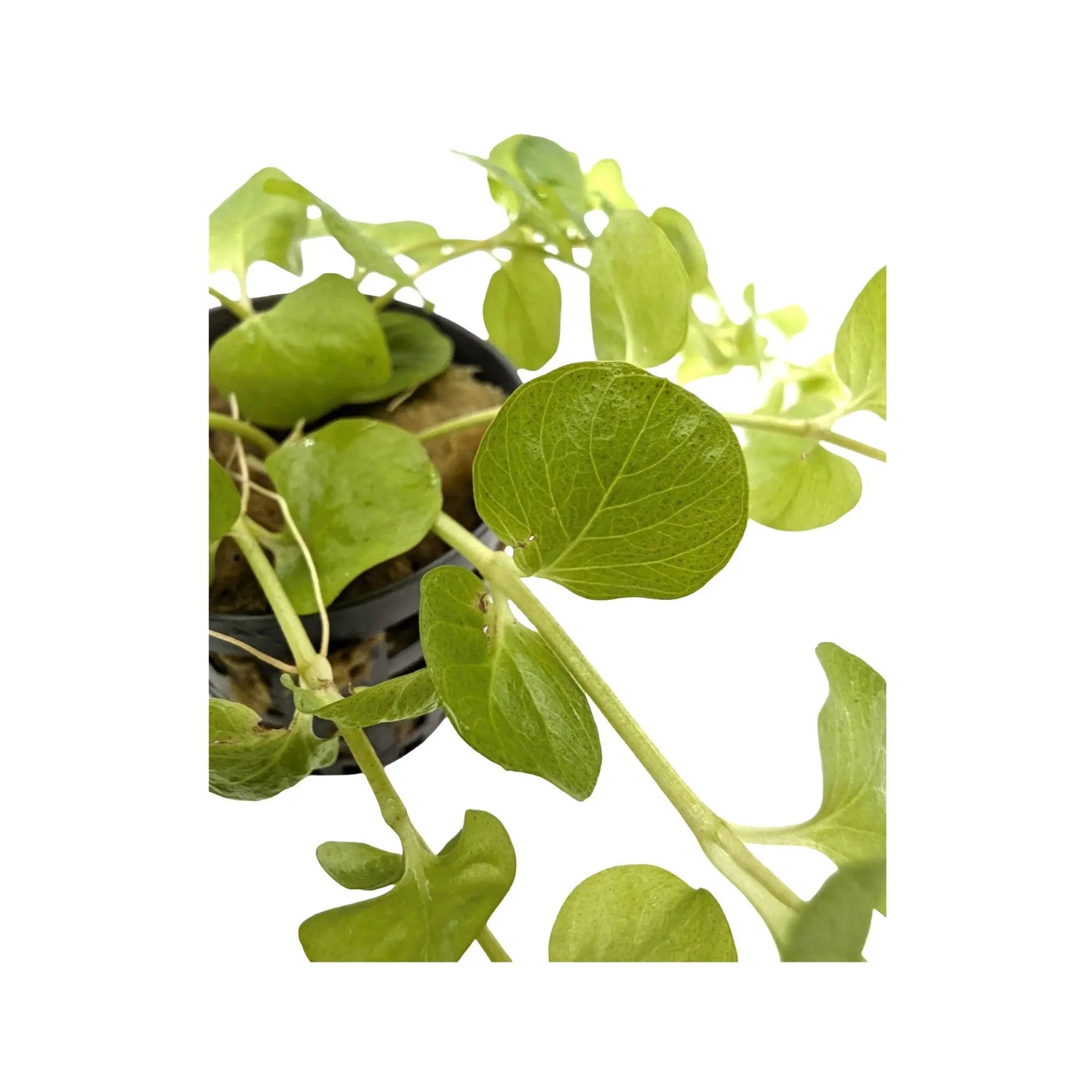 Lysimachia nummularia &