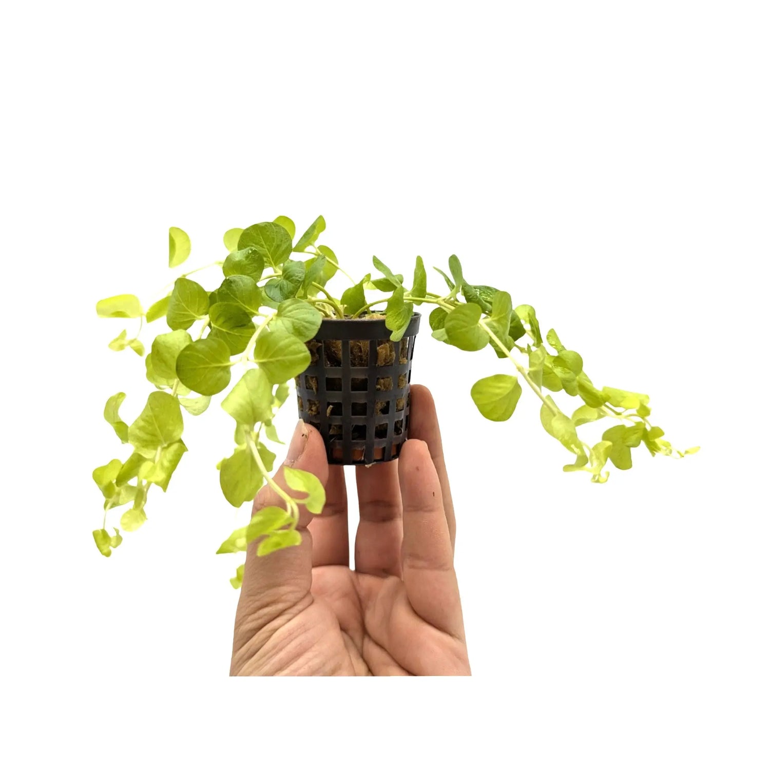 Lysimachia nummularia &