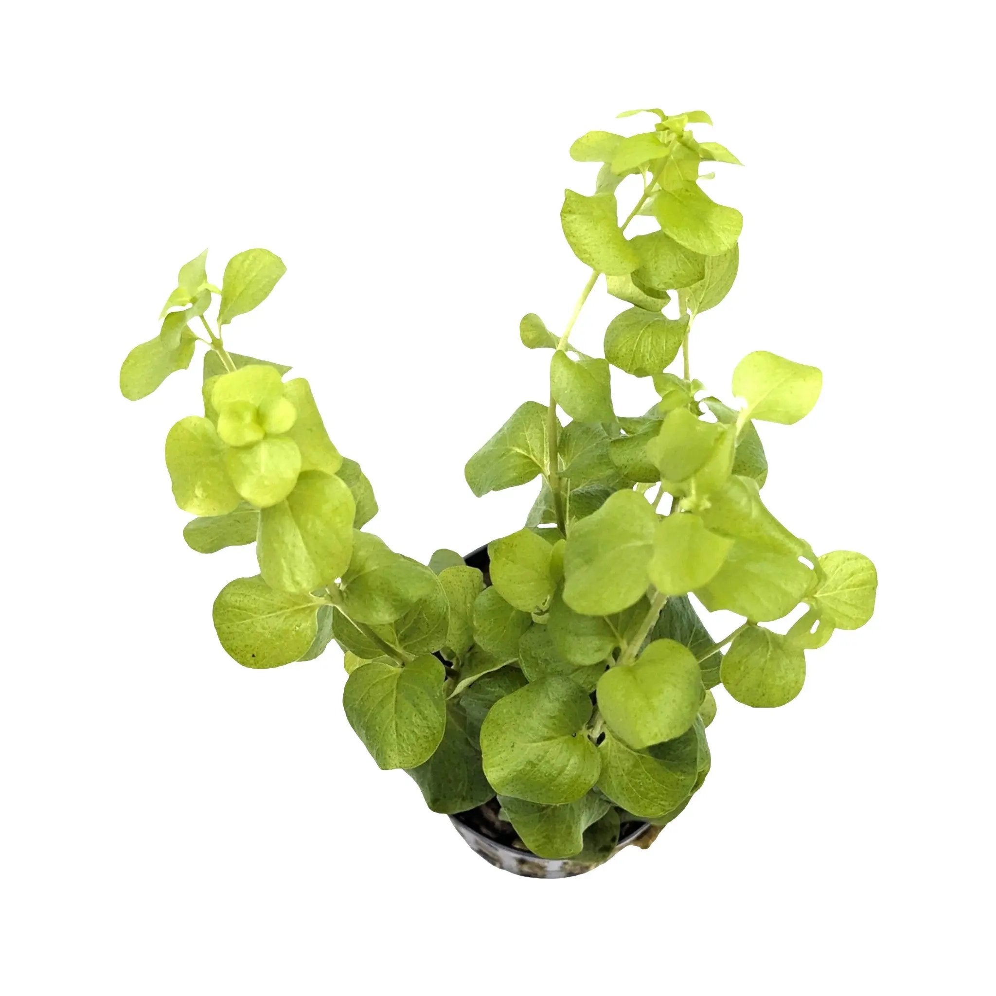 Lysimachia nummularia &