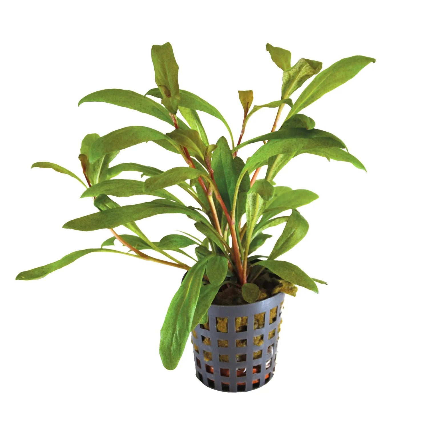 Lysimachia parvifolia | Attractive Stem Plant Aquafleur