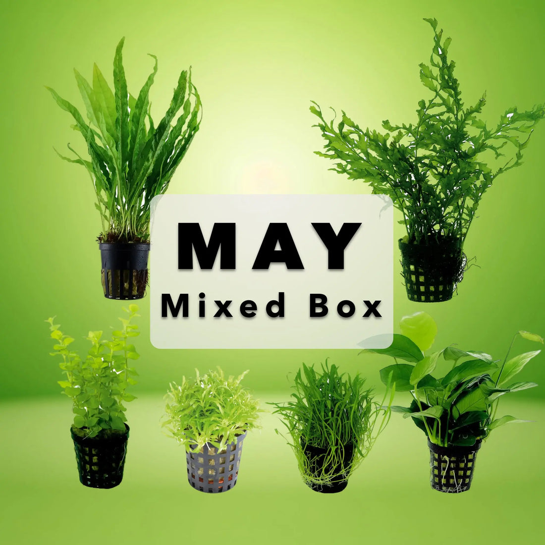 May Mixed Box Of Aquarium Plants 🌱 Aqua Essentials