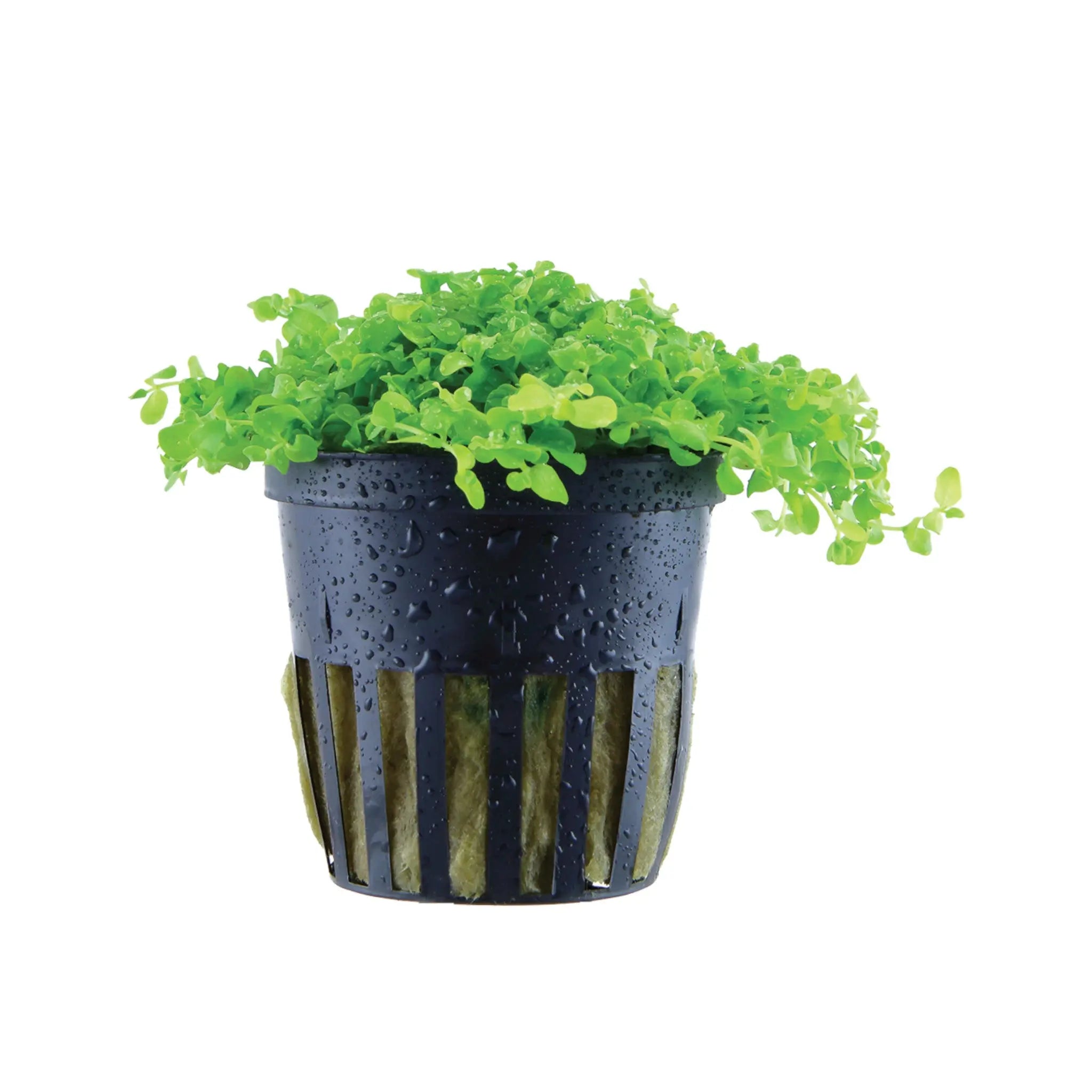 Micranthemum Monte Carlo Aquafleur