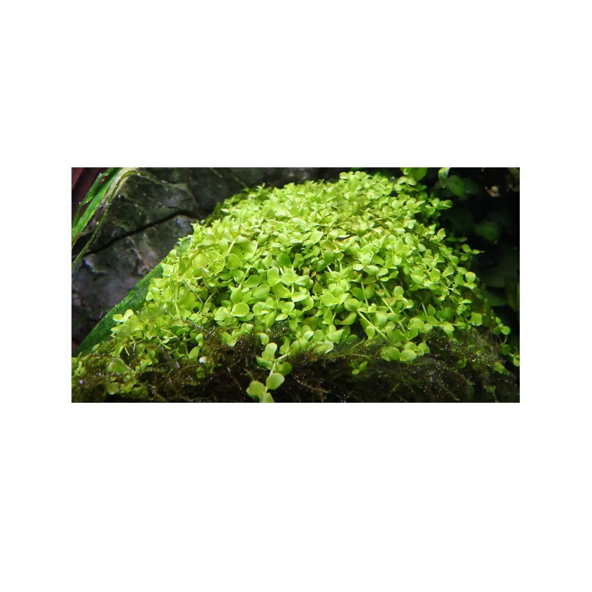 Micranthemum Monte Carlo Aquafleur