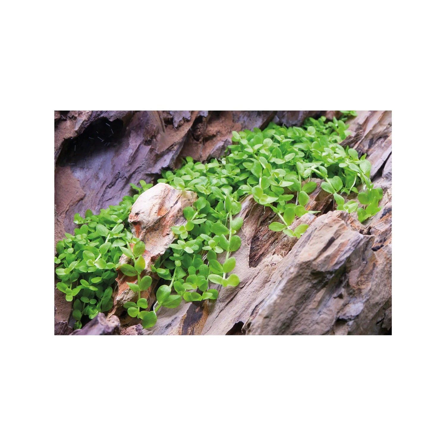 Micranthemum Monte Carlo Aquafleur