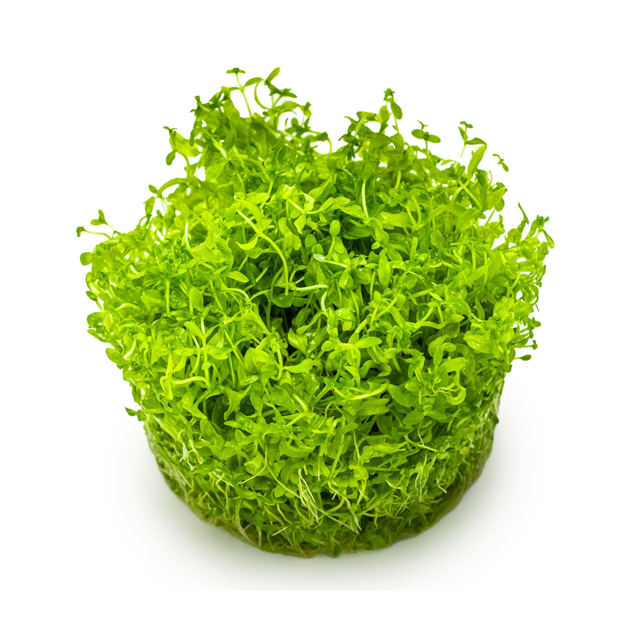 Tropica Micranthemum glomeratum 1-2-GROW!