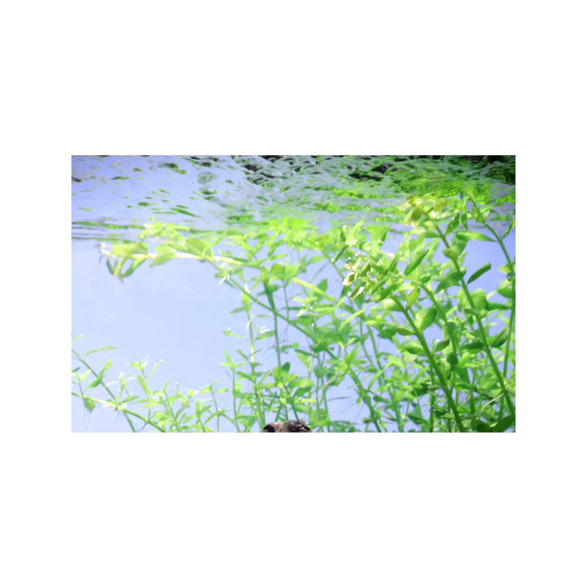 Micranthemum umbrosum Aquafleur