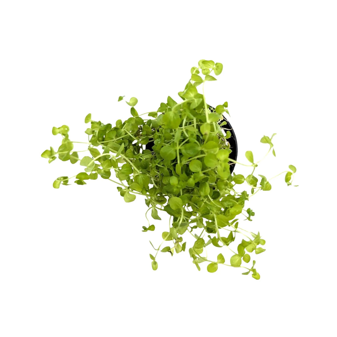 Micranthemum umbrosum Aquafleur