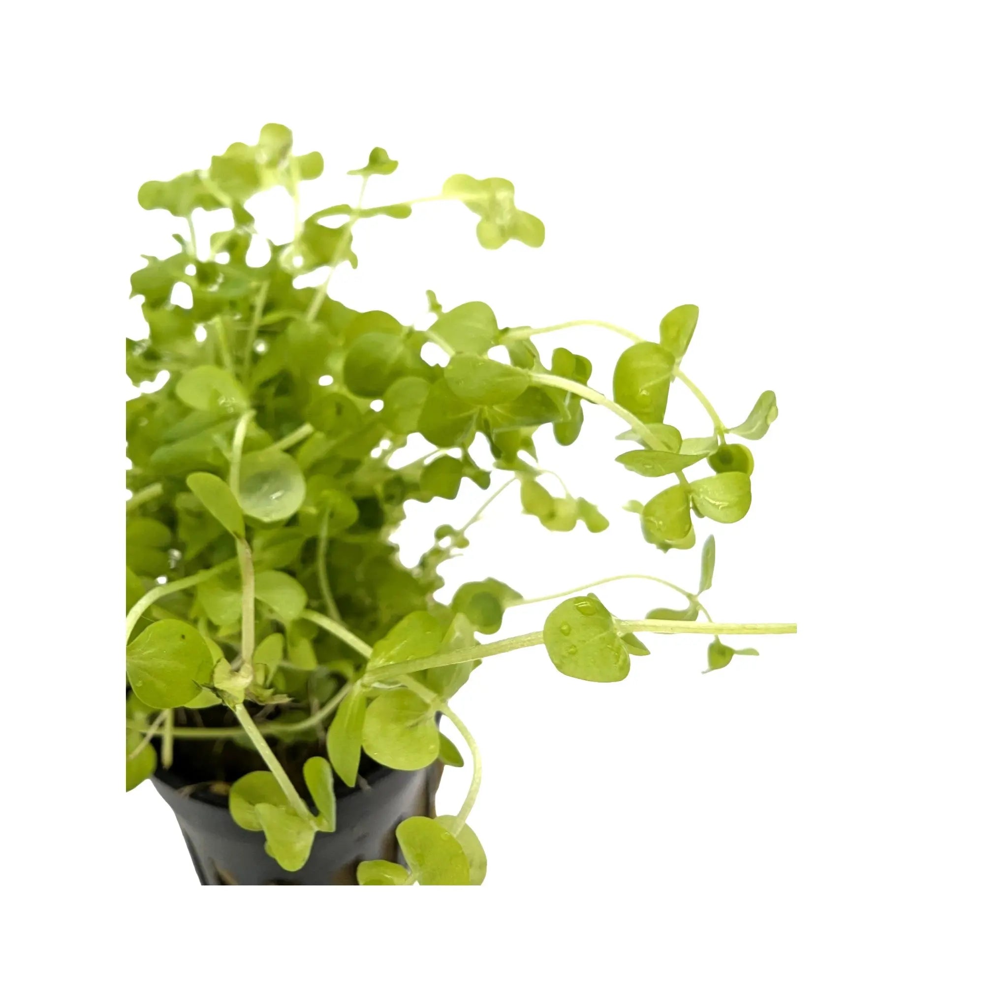 Micranthemum umbrosum Aquafleur