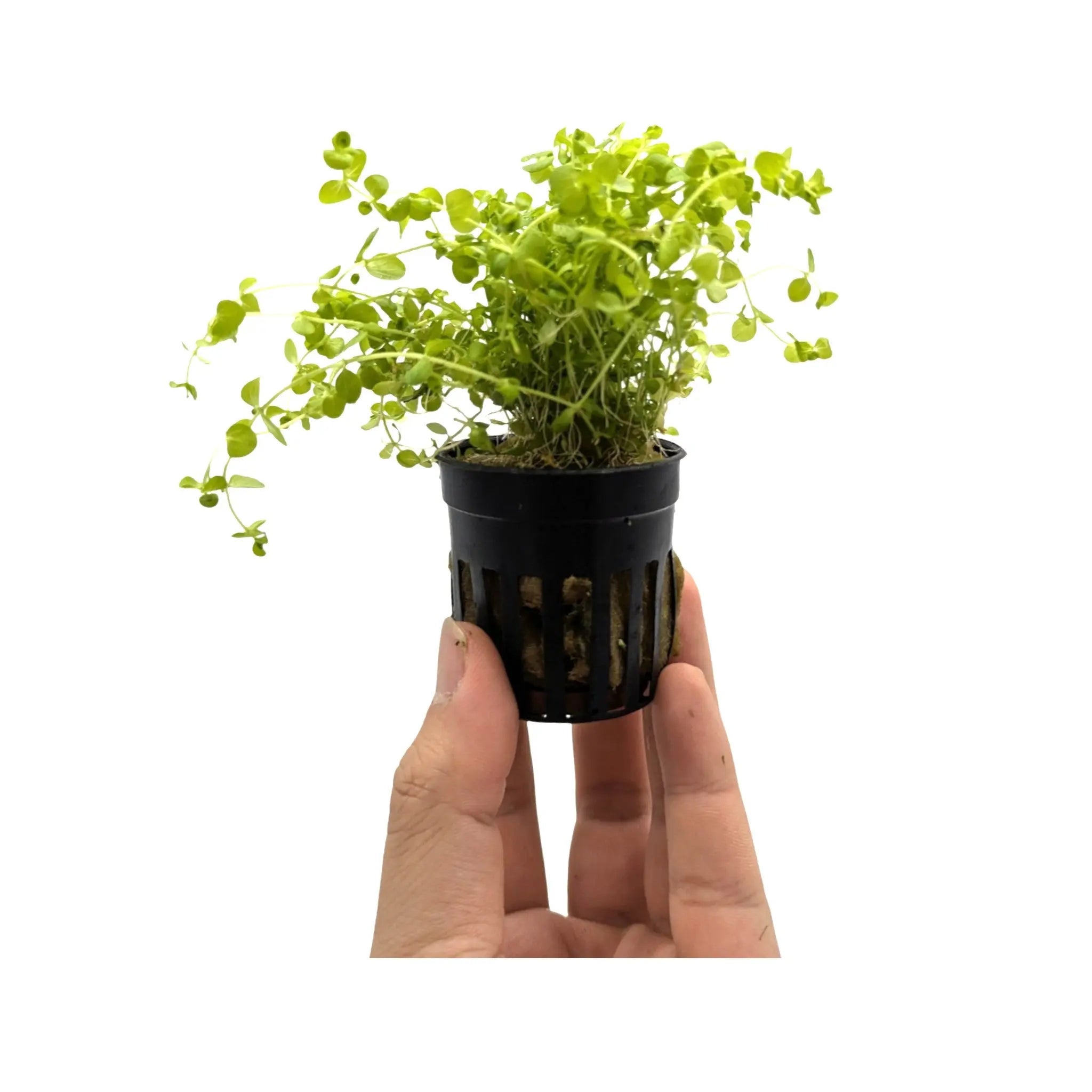 Micranthemum umbrosum Aquafleur