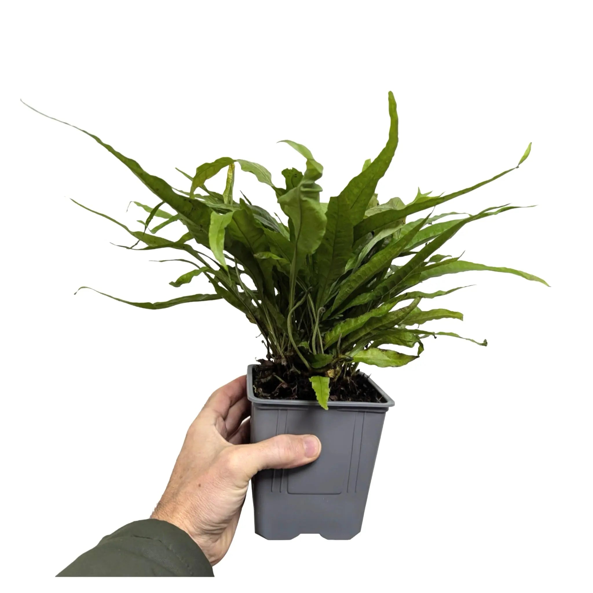 Microsorium pteropus Green XL | Easy Aquarium Plant Aquafleur