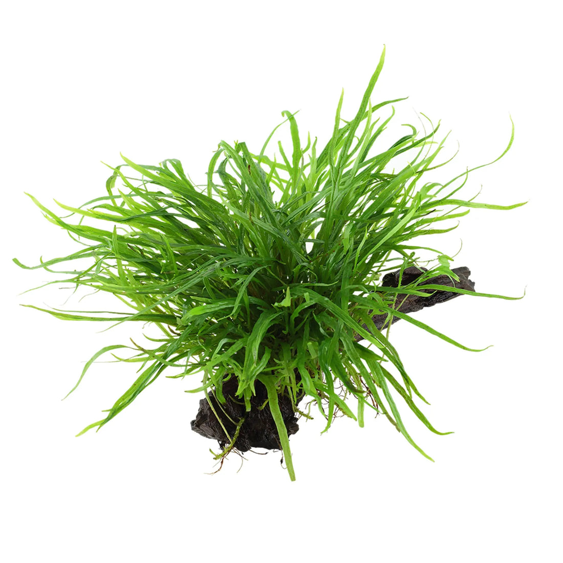 Microsorum pteropus Trident on Wood - Aqua Essentials