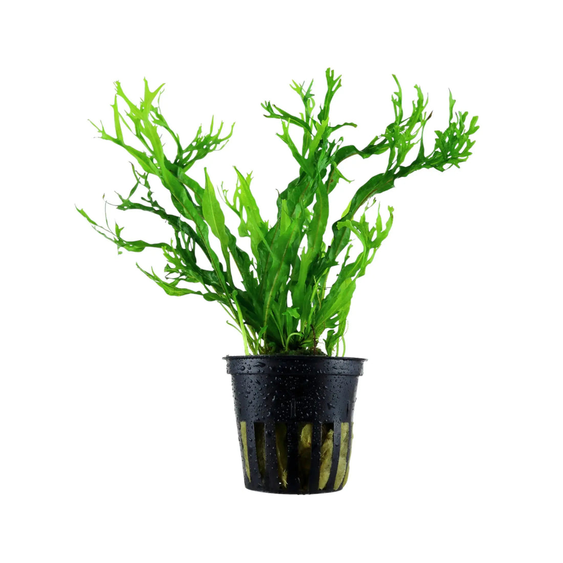 Microsorum pteropus Windelov Tropica
