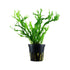 Microsorum pteropus Windelov Tropica