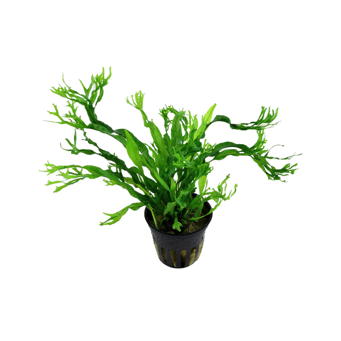 Microsorum pteropus Windelov Tropica
