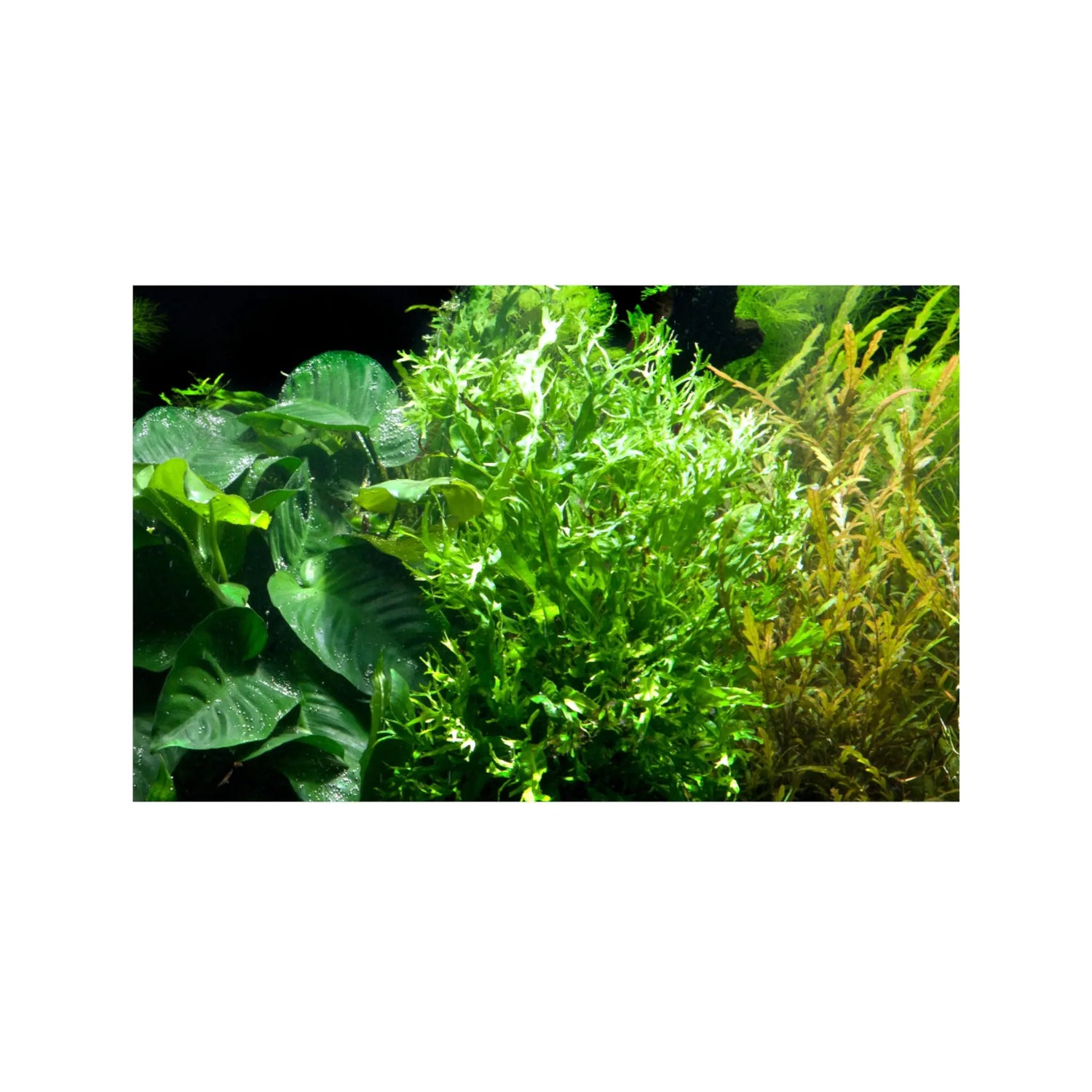 Microsorum pteropus Windelov Tropica