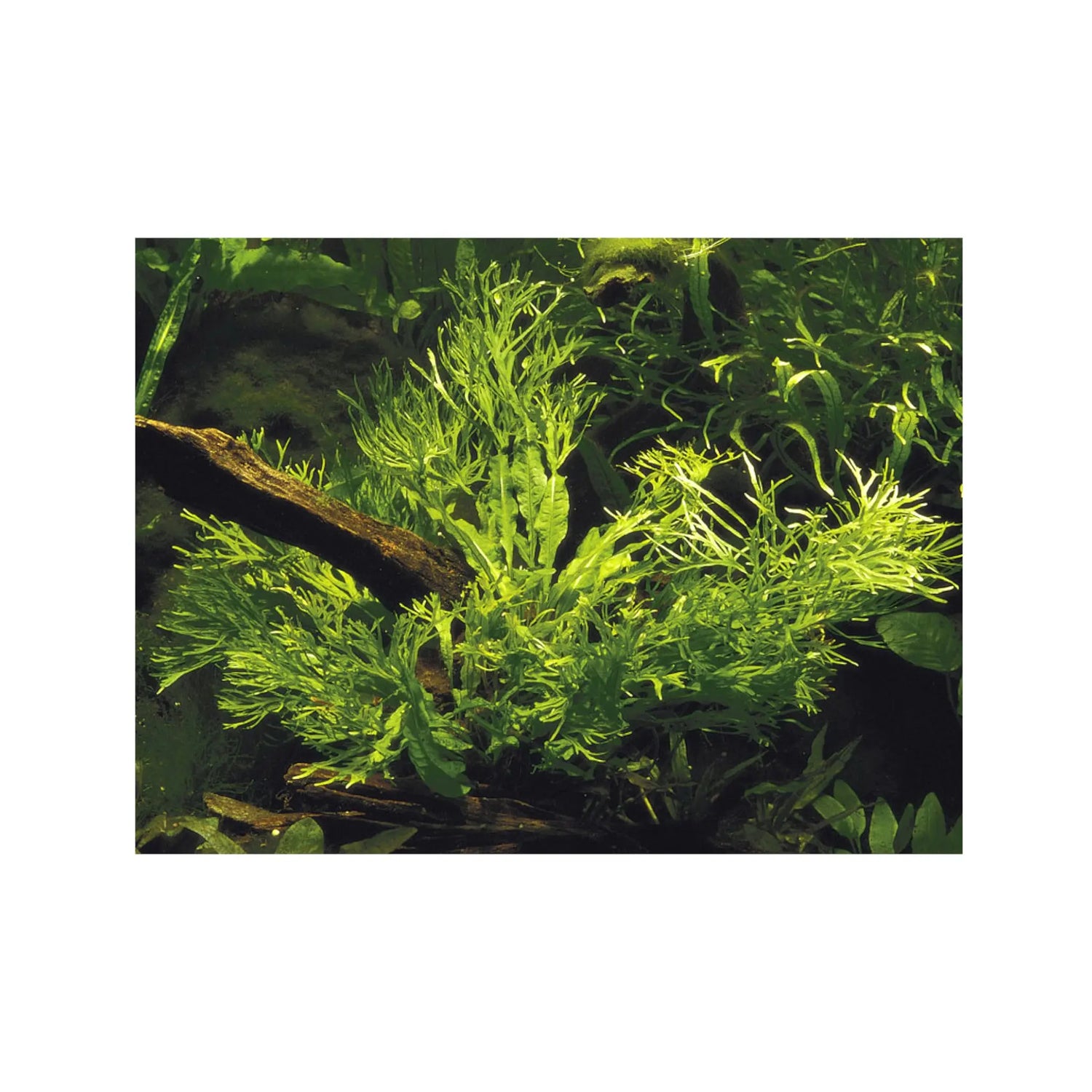 Microsorum pteropus Windelov Tropica