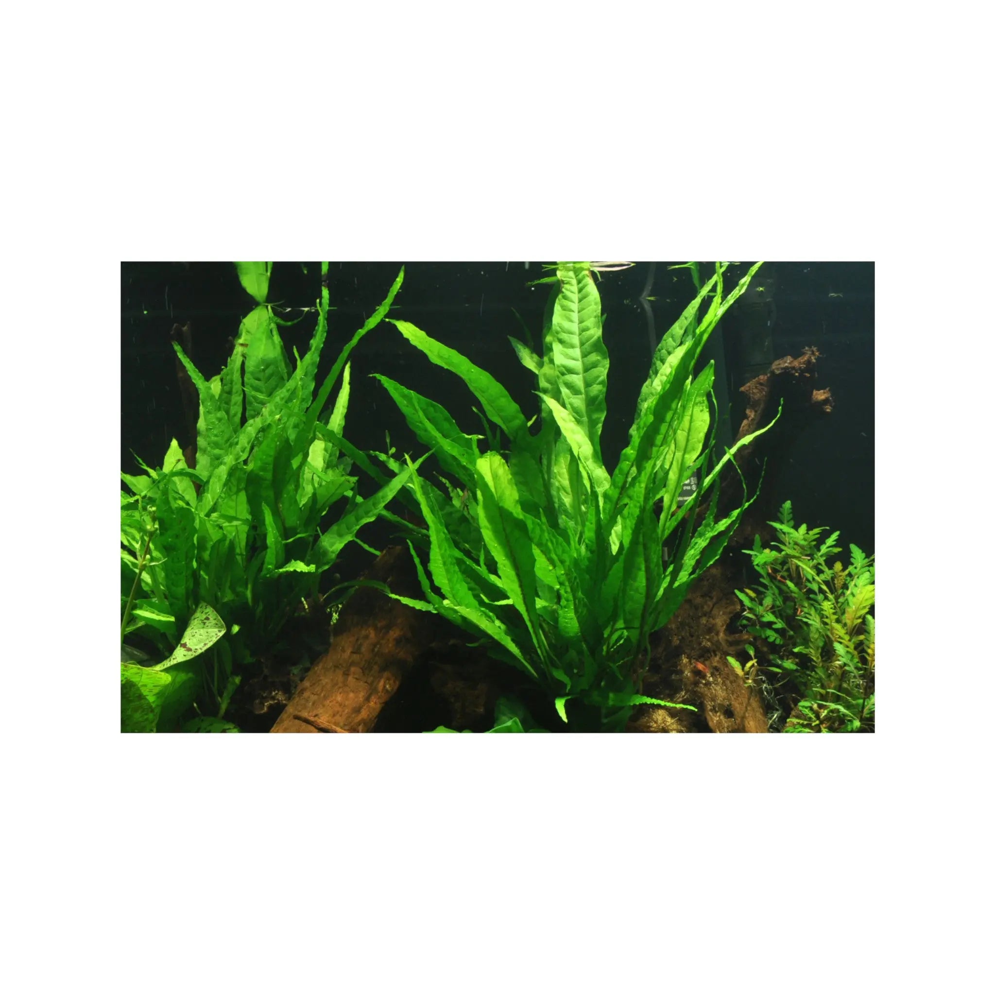 Microsorum pteropus (Java fern) Aquafleur