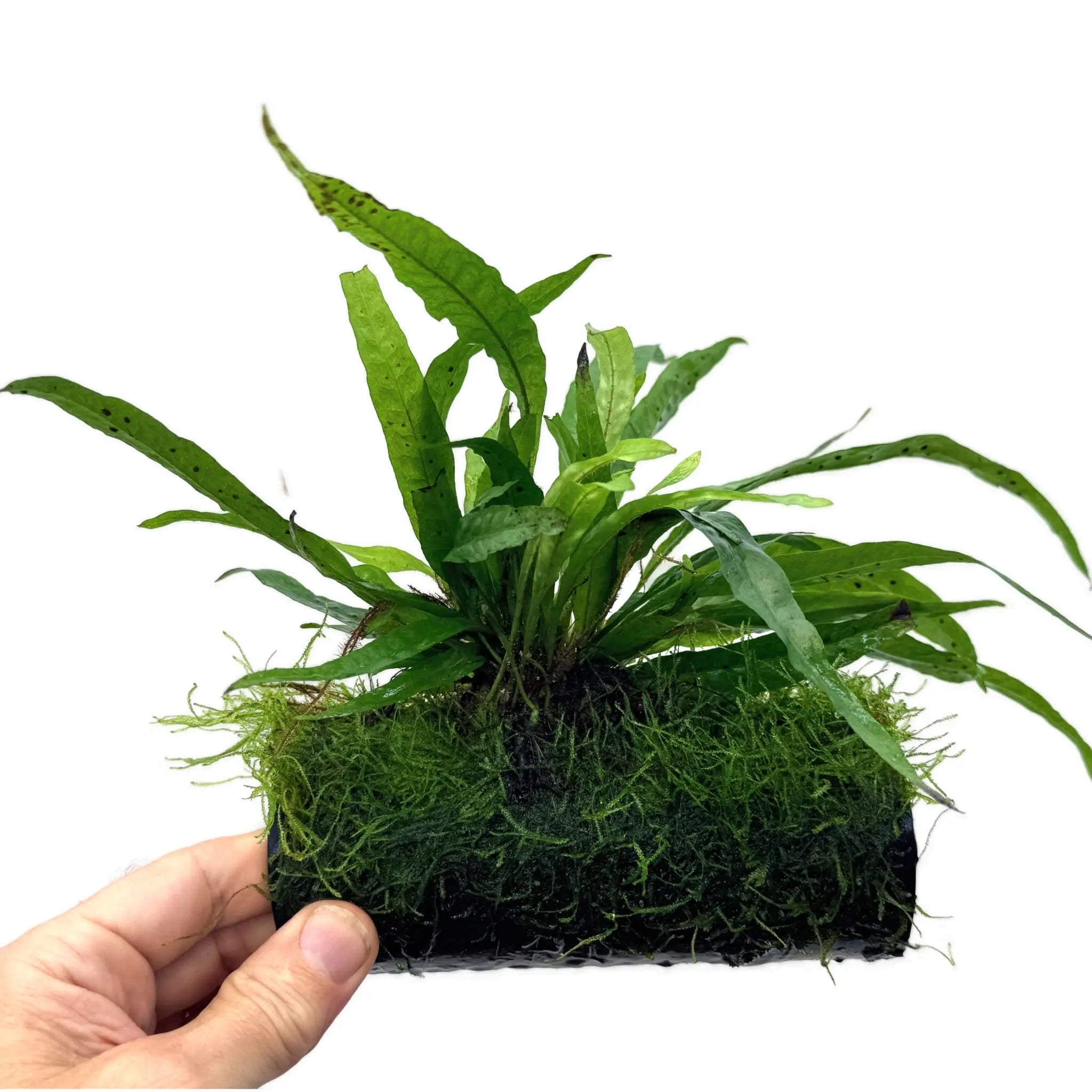 Microsorum pteropus and Moss on Fish House Aqua Essentials