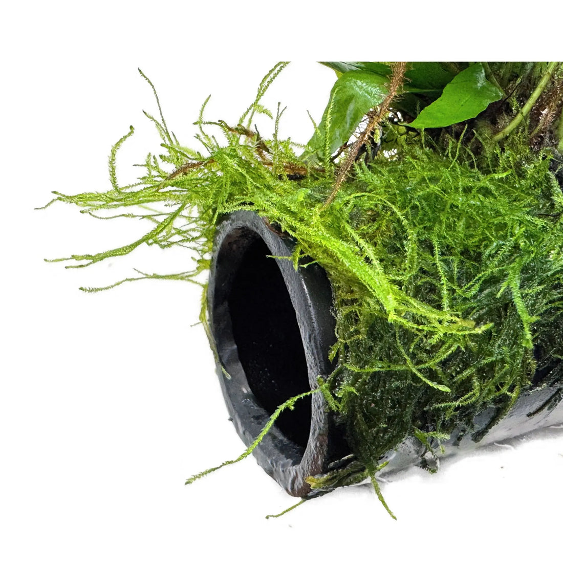 Microsorum pteropus and Moss on Fish House Aqua Essentials